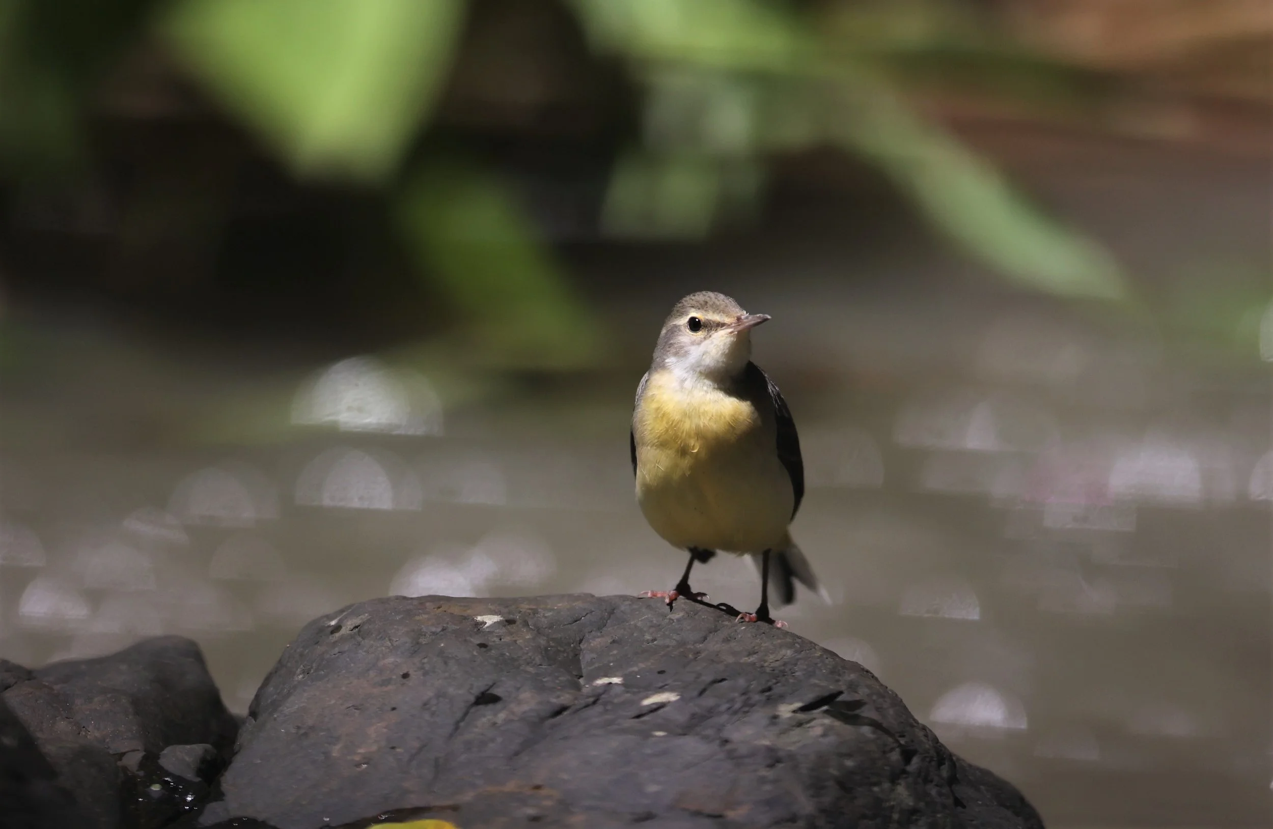 GREY WAGTAIL - Motacilla cinerea - KAENG KRACHAN NP 26 OCT 2021 (77).jpg