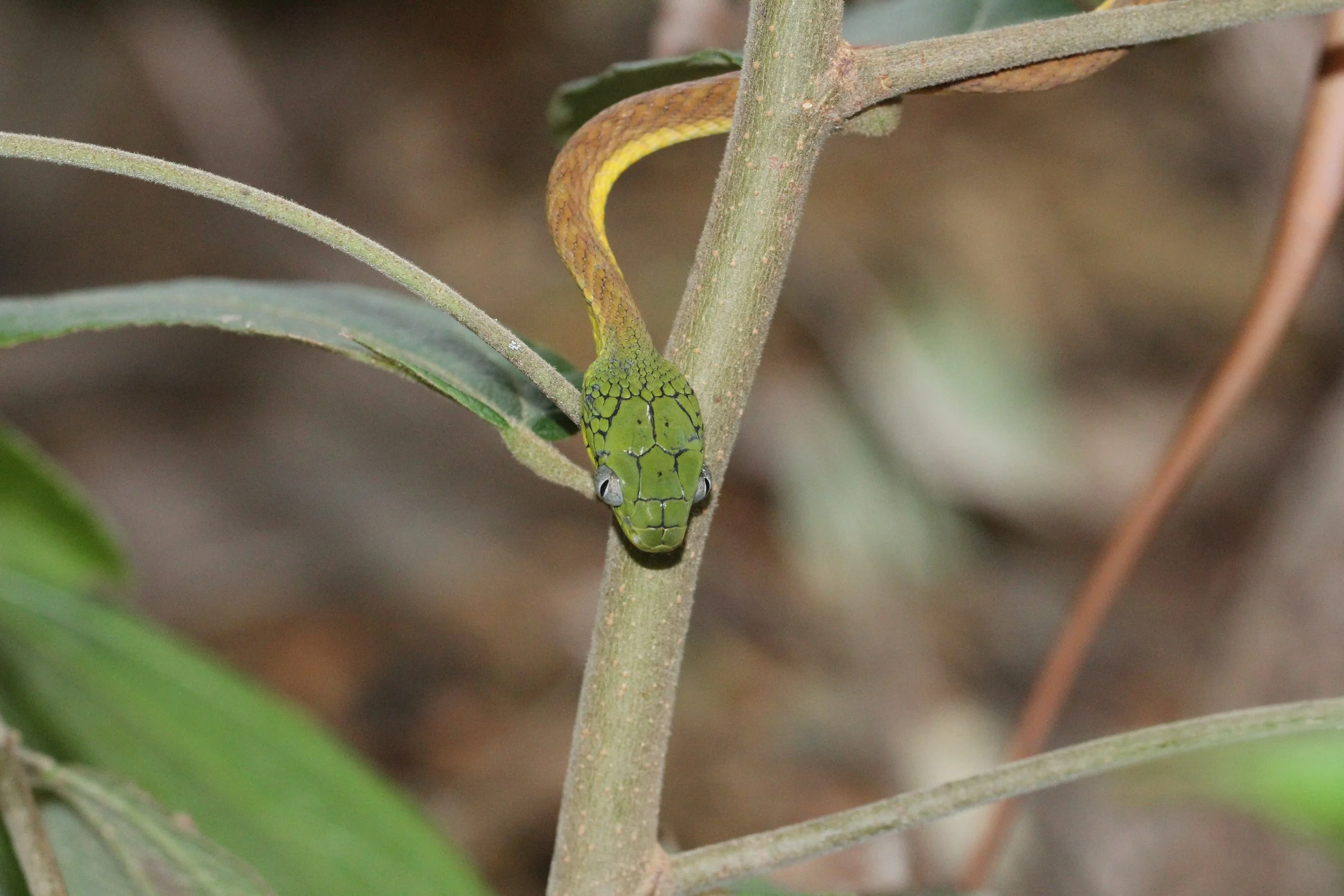Boiga cyanea - GREEN CAT SNAKE - KOH LANTA THAILAND (125).JPG