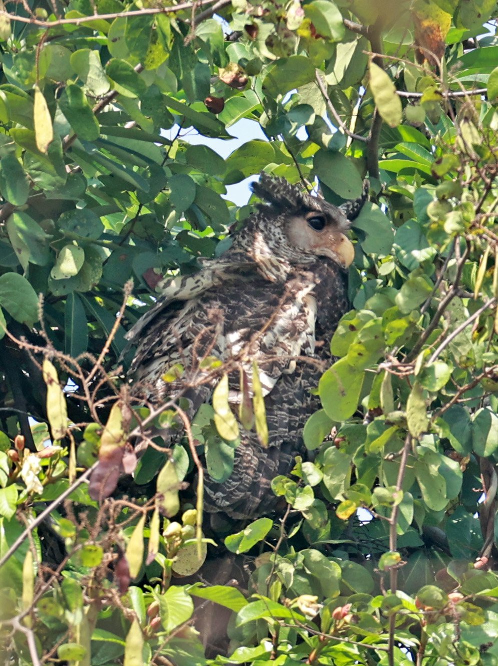 Spot-bellied Eagle-Owl (Bubo nipalensis) Pak Chong Mu Si Municipality Feb 2026  (28).jpg