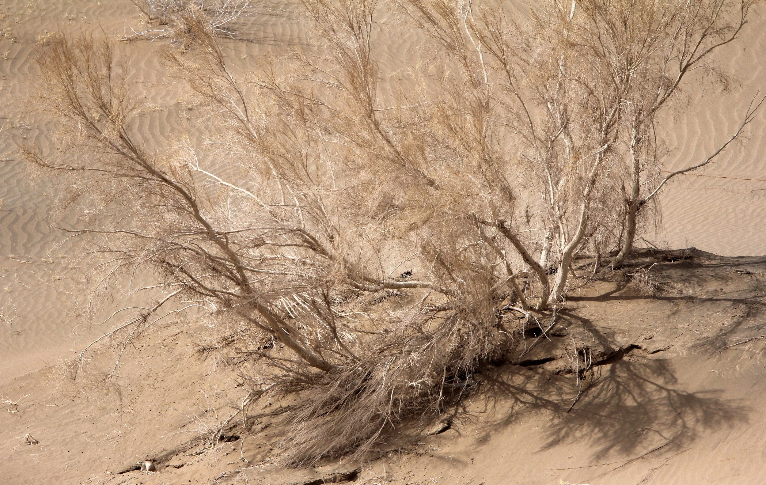 GANSU - DUNES SOUTH OF DUNHUANG - CHINA (46).JPG