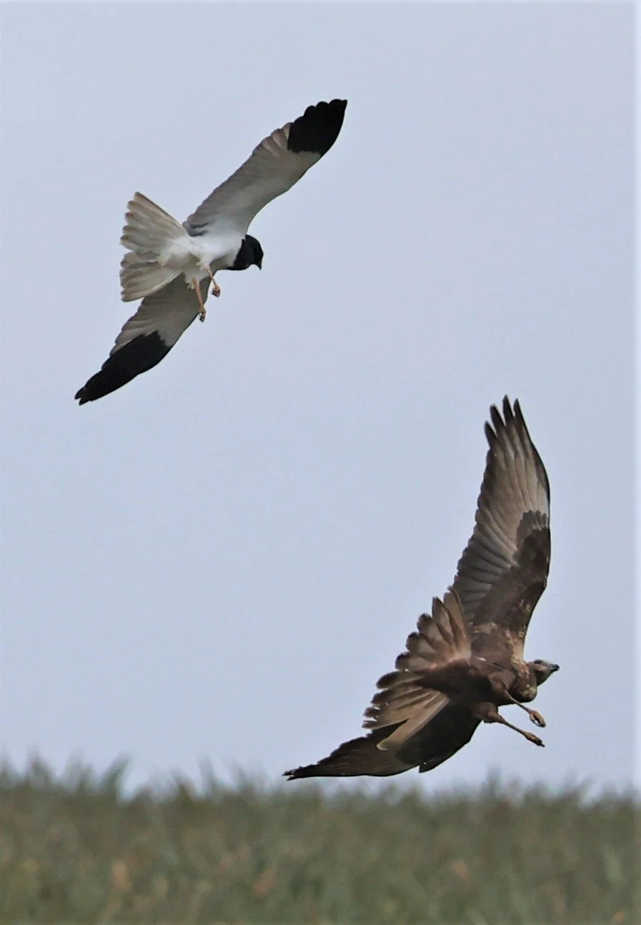 HARRIER - PIED HARRIER - Circus melanoleucos - with EASTERN MH - YONOK CHIANG SAEN CHIANG RAI - ROOST Feb 2022 (3).jpg