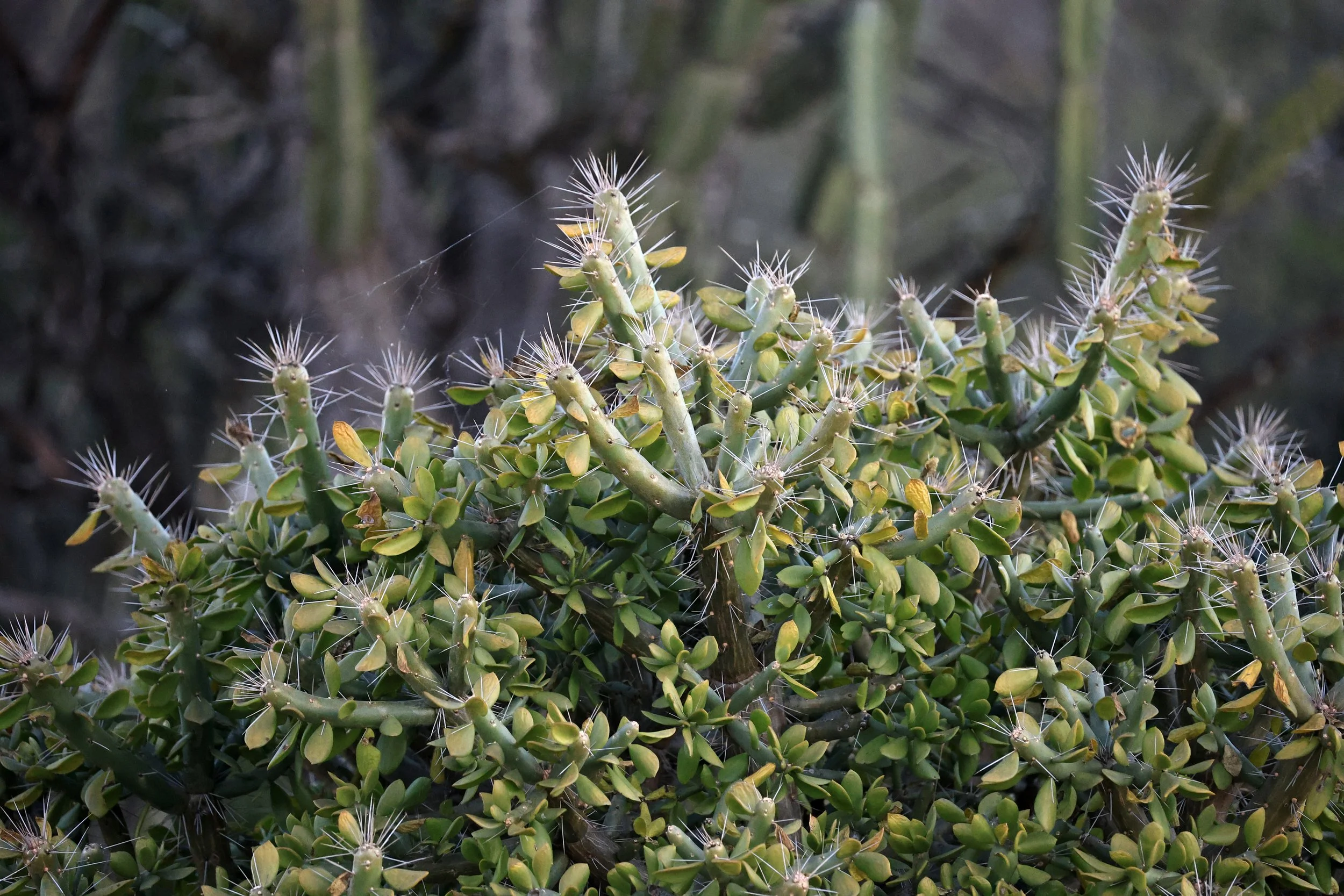 Quiabentia verticillata