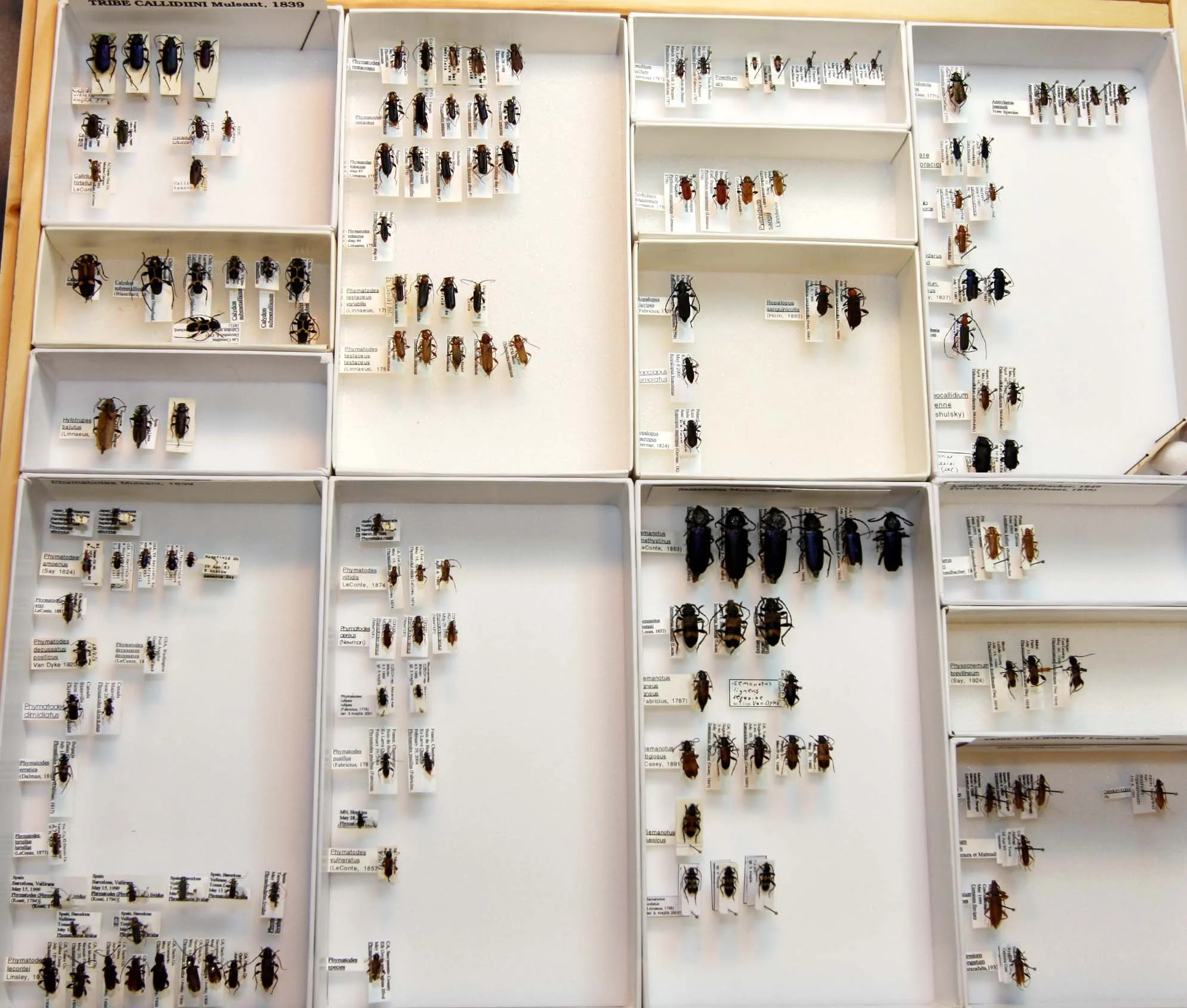 3 Cerambycinae - Callidiini.JPG