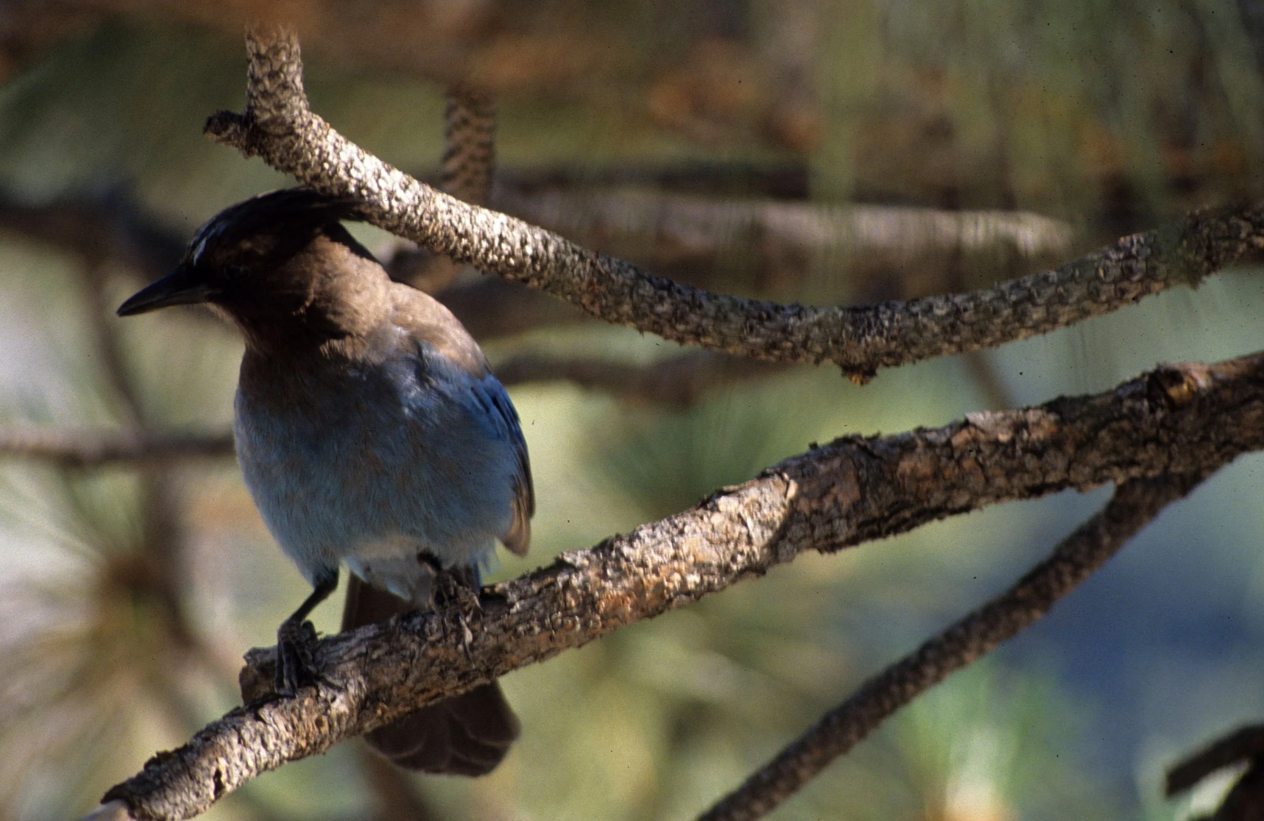 BIRD - JAY - STELLERS - EAST SIDE.jpg