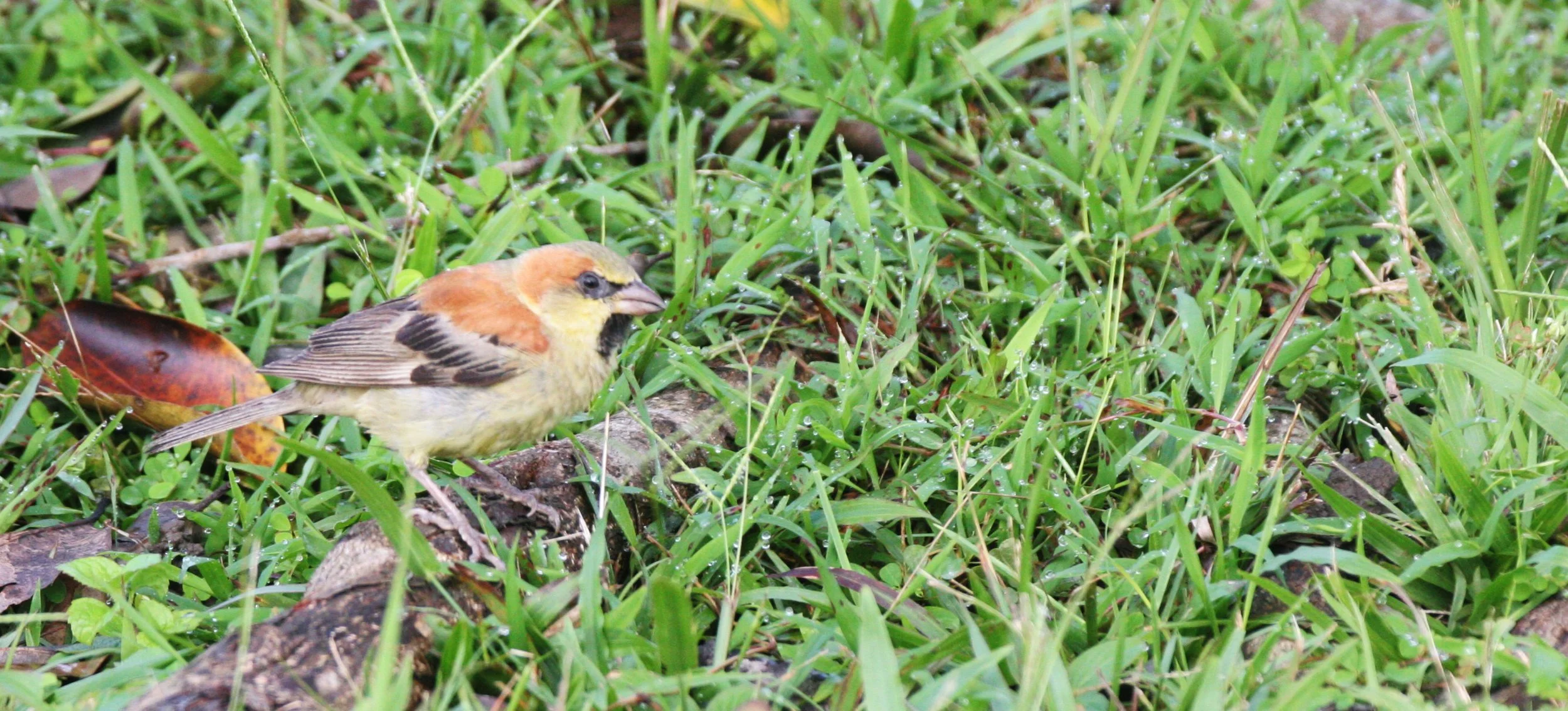 Plain-backed Sparrow (Passer flaveolus) Khao Yai NP Thailand (1).JPG