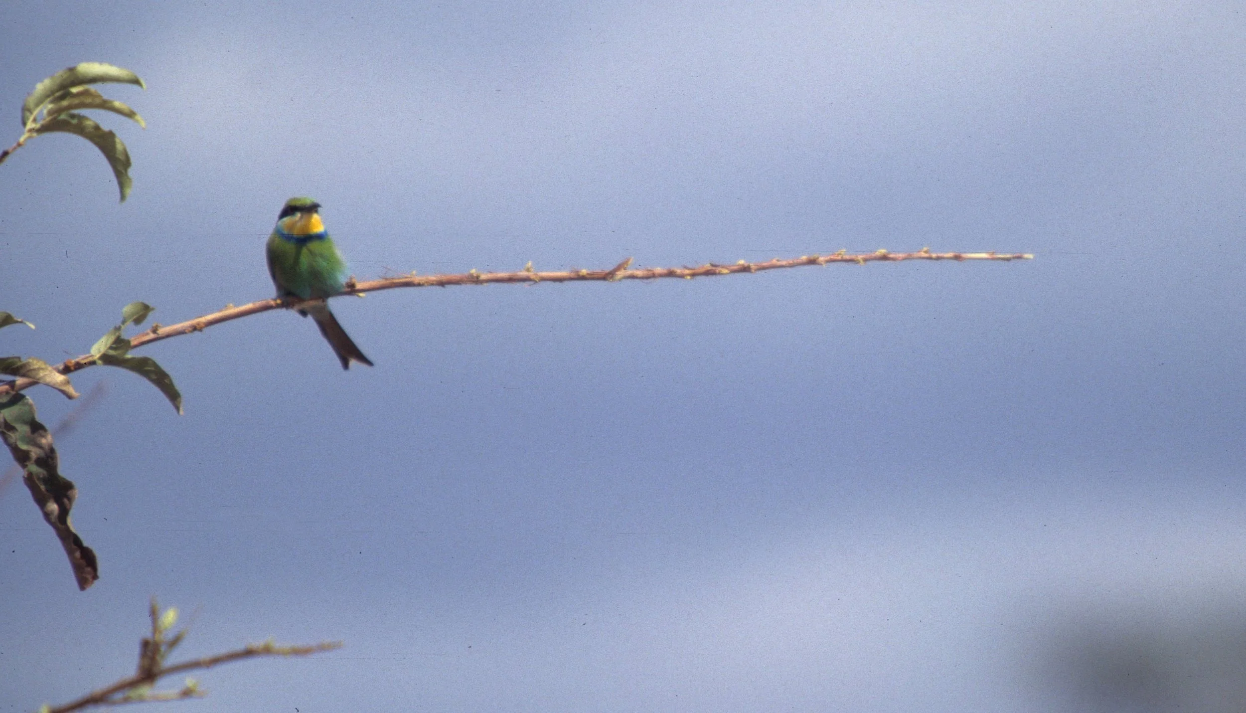 BIRDS - BEE EATER - SWALLOWTAILED - OKAVANGO B.jpg