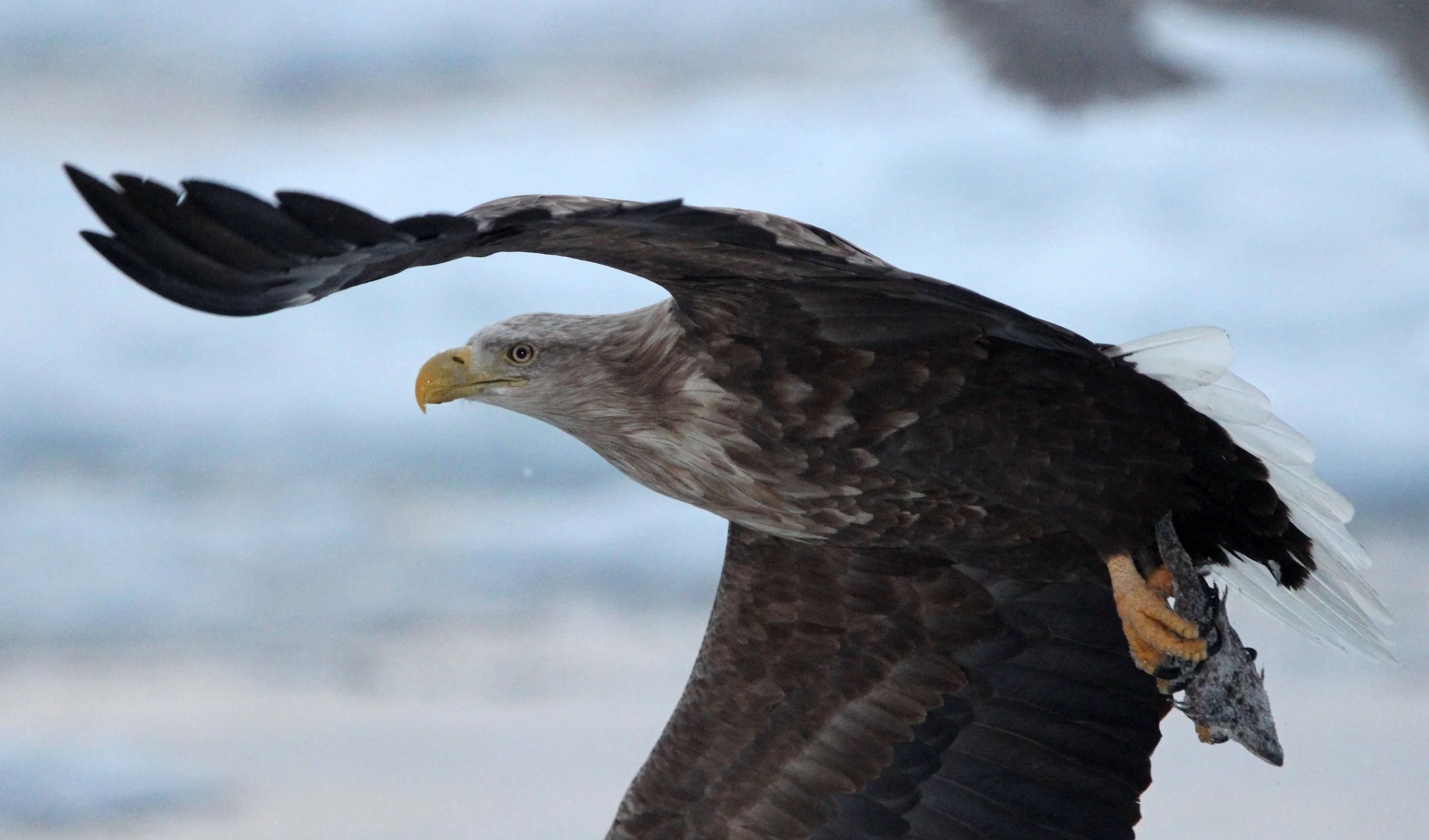 BIRD - EAGLE - WHITE-TAILED EAGLE - RAUSU, SHIRETOKO PENINSULA & NATIONAL PARK, HOKKAIDO JAPAN (14).JPG