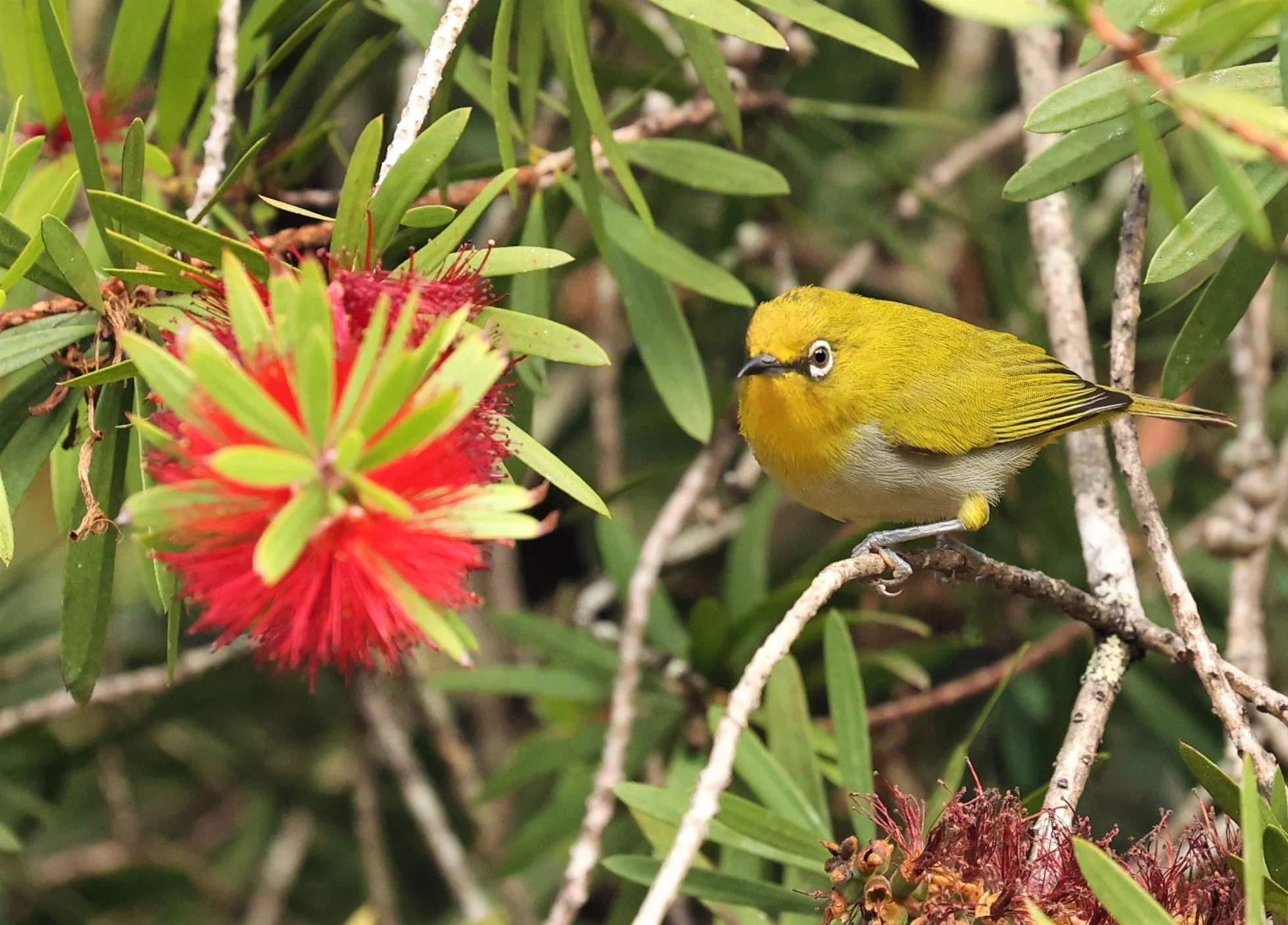 Indian White-eye (Zosterops palpebrosus) Doi Ang Kang Chiang Mai (30).jpg