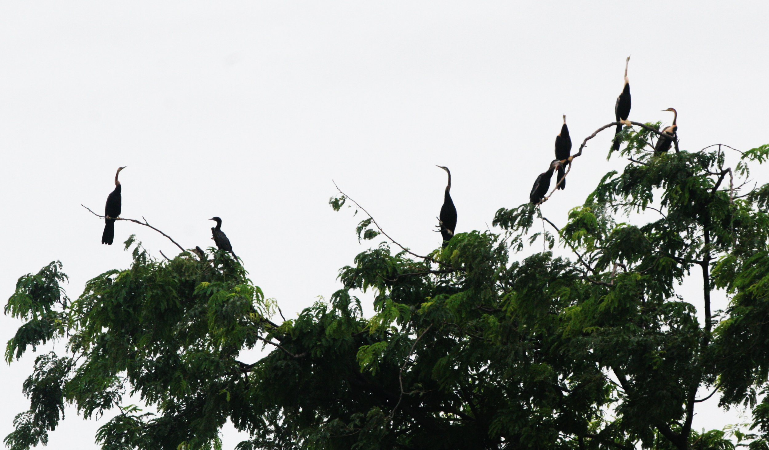 BIRD - DARTER - ORIENTAL DARTER - BUENG BORAPHET THAILAND (26).JPG