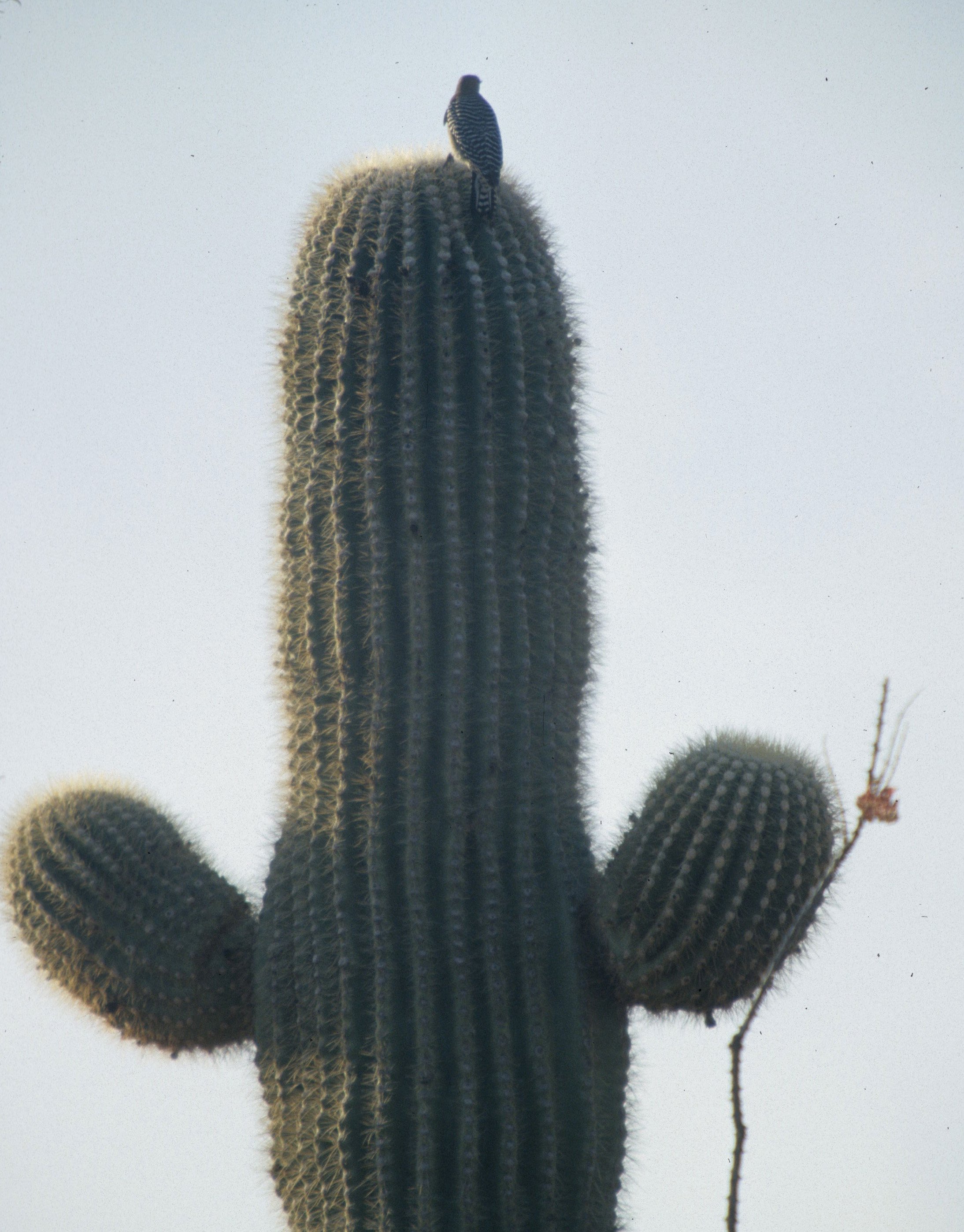 BIRD - WOODPECKER - LADDERBACKED - ORGAN PIPES A.jpg