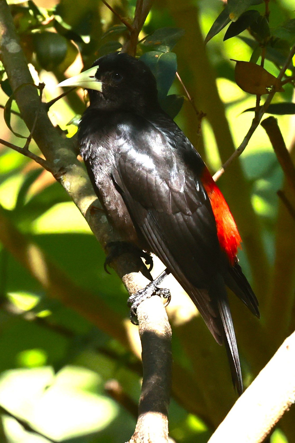 Red-rumped Cacique (Cacicus haemorrhous) Alfonso Claudio, Espirito Santo, Brazil (8).JPG