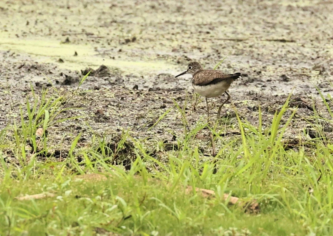 Tringa solitaria - SOLITARY SANDPIPER - LINCOLN MARSH WHEATON ILLINOIS 2022 (1).jpg