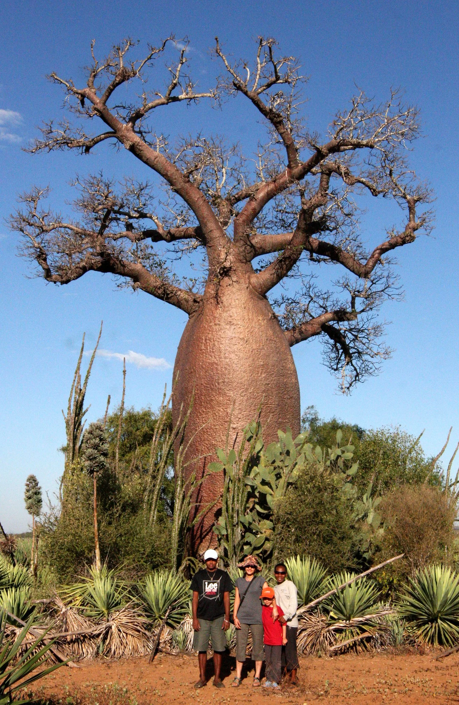 PLANT - BAOBAB - ADANSONIA RUBROSTIPA - BOTTLE BAOBAB - BERENTY RESERVE MADAGASCAR (4).JPG