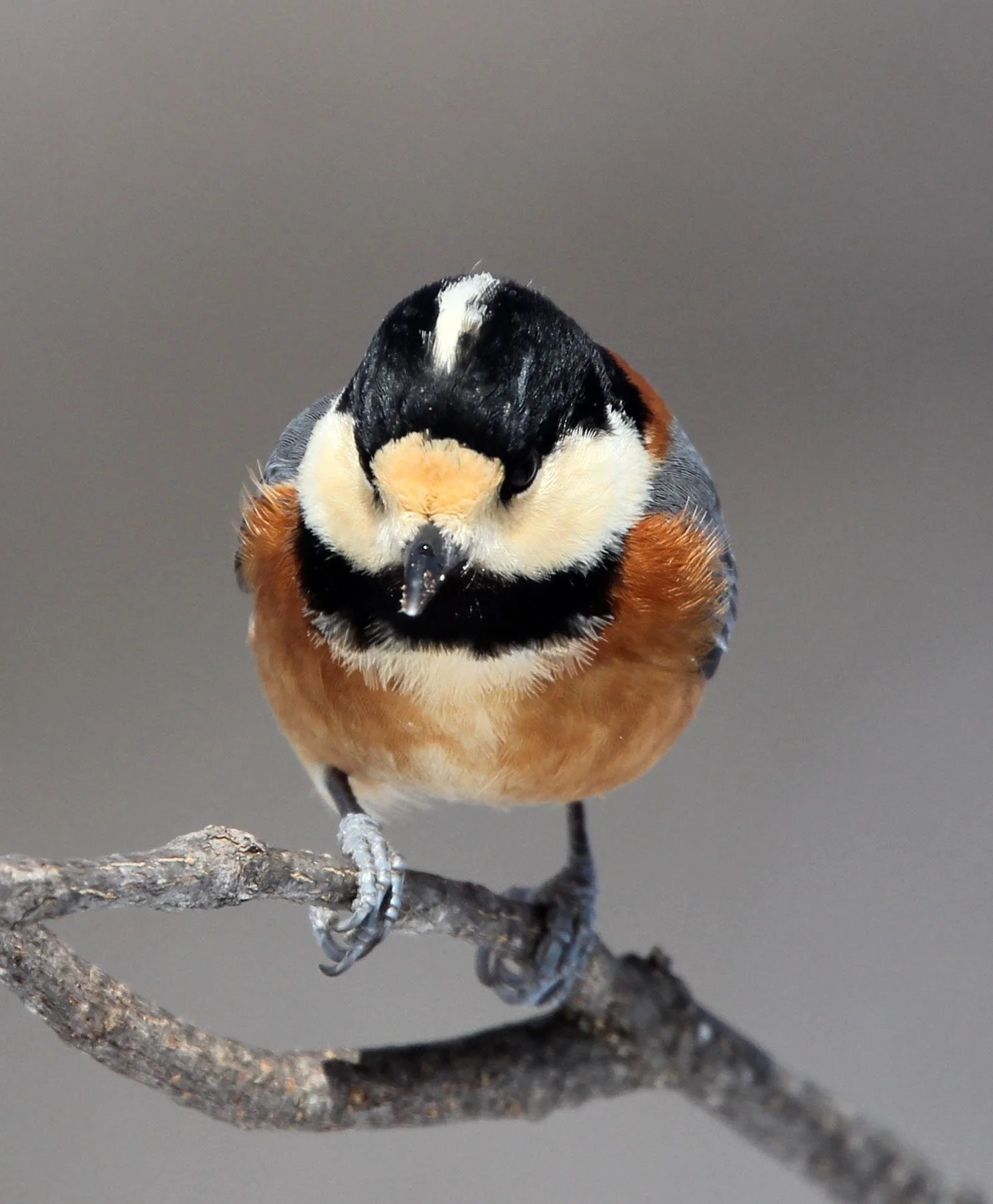 Varied Tit (Sittiparus varia) Kinohiroba Park, Abashiri Hokkaido, Japan (19).JPG