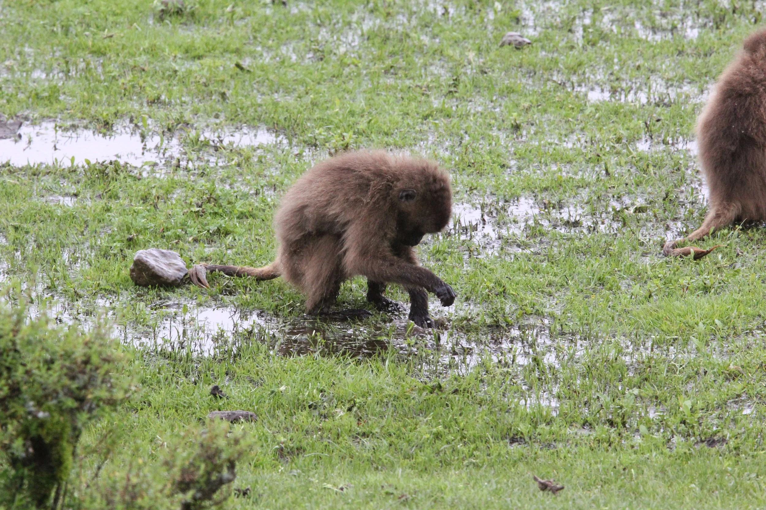 CERCOPITHECIDAE - Theropithecus gelada - GELADA - SIMIEN MOUNTAINS NATIONAL PARK ETHIOPIA (1746).JPG
