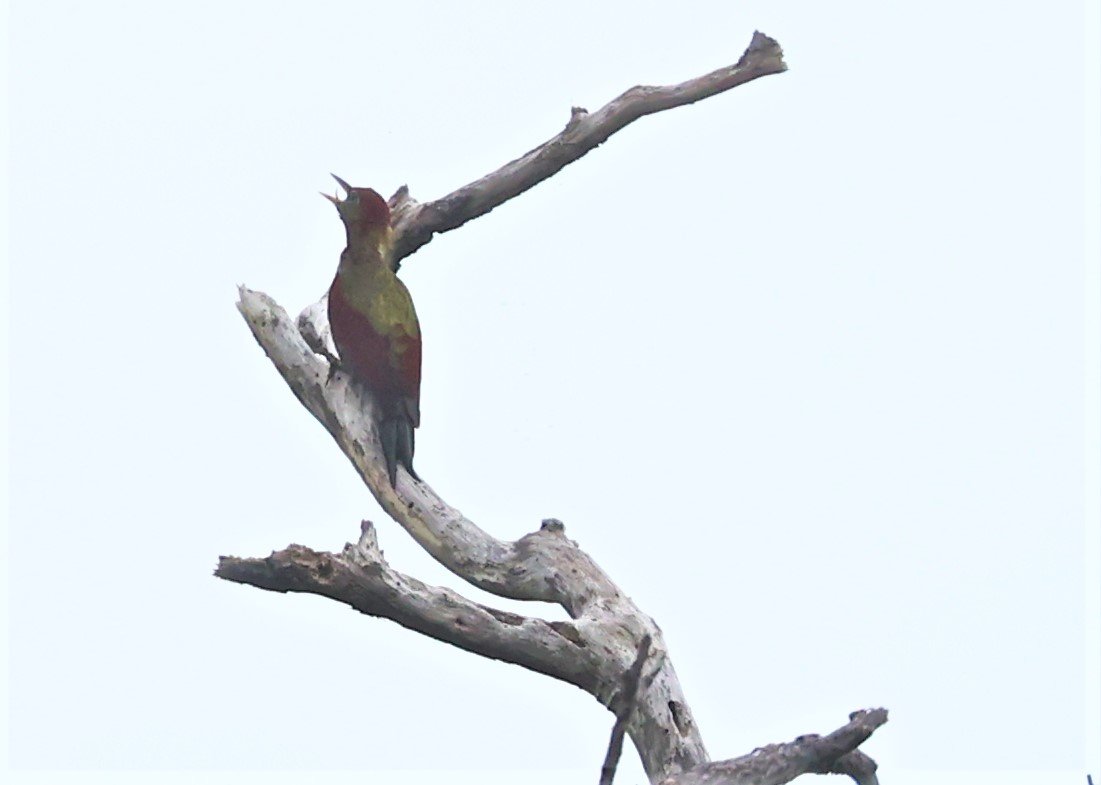 Picus puniceus - CRIMSON-WINGED WOODPECKER - BUKIT TINGGI PAHANG MALAYSIA JUNE 2022 (2).jpg