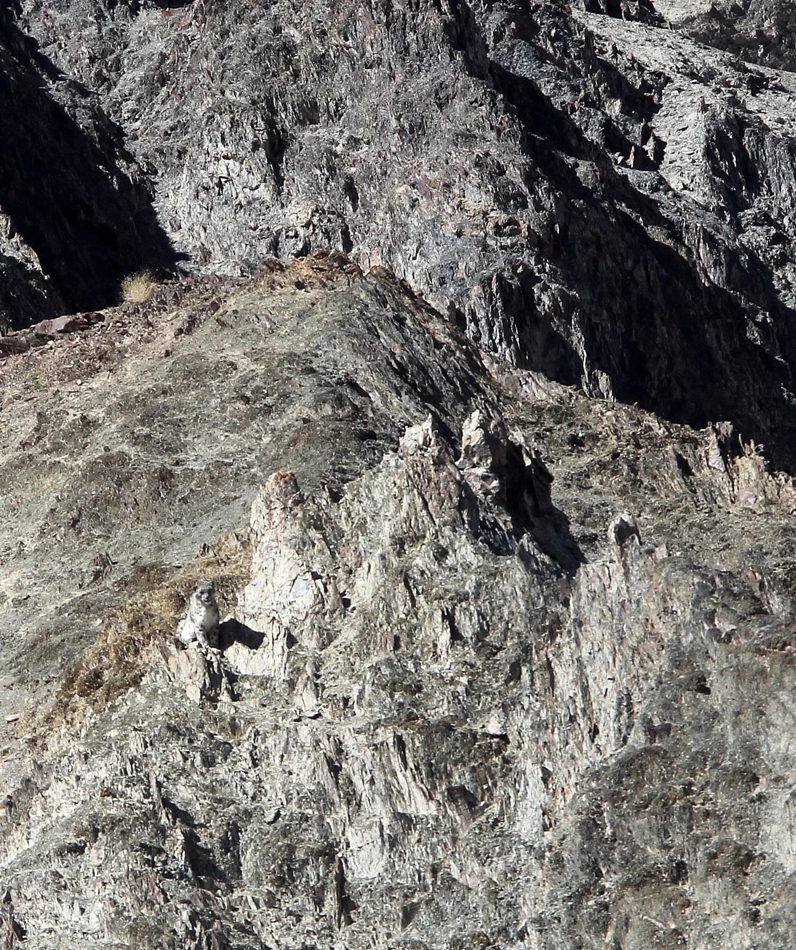 Panthera uncia - SNOW LEOPARD - HEMIS NATIONAL PARK - LADAKH INDIA - JAMMU & KASHMIR STATES (779).JPG