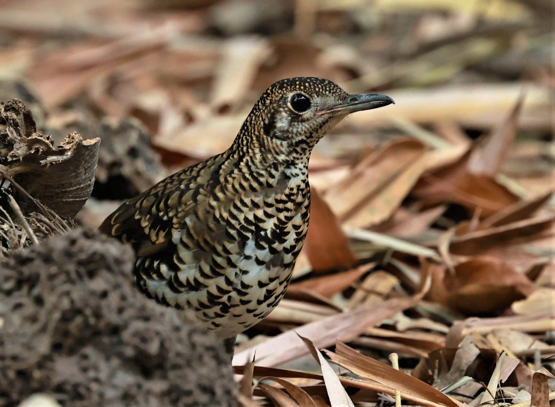 White's Thrush (Zoothera aurea) Putthamonthon Park Nakhon Pathom Thailand (190).jpg