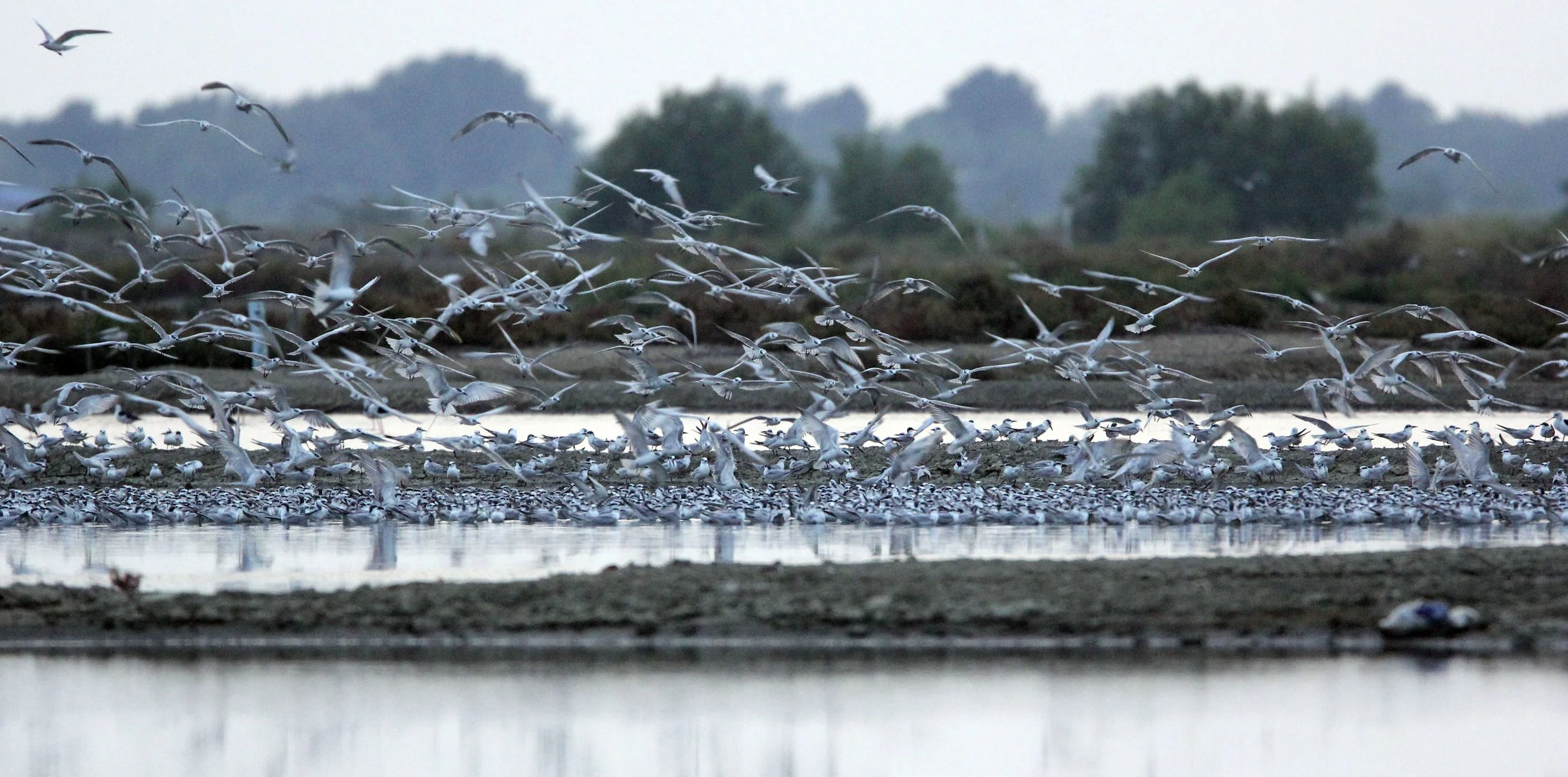 TERN - LITTLE TERN - Sterna albifrons - MIXED FLOCK - KOK KHAM MACHACHAI SALT PONDS - NEAR BANGKOK THAILAND (151).JPG