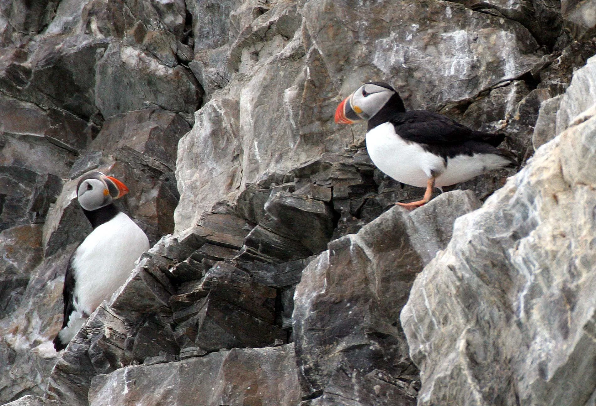 Fratercula arctica - ATLANTIC PUFFIN - SVALBARD (31).jpg