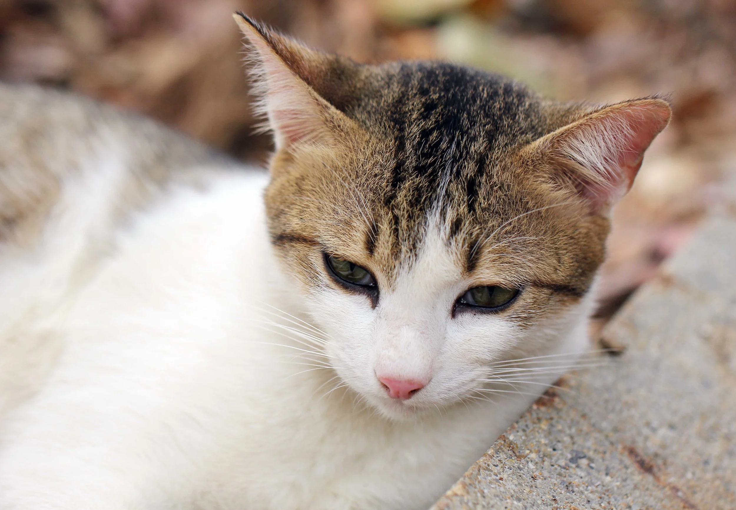 2015 Koh Lanta Songkran with friends from ISB (415).JPG