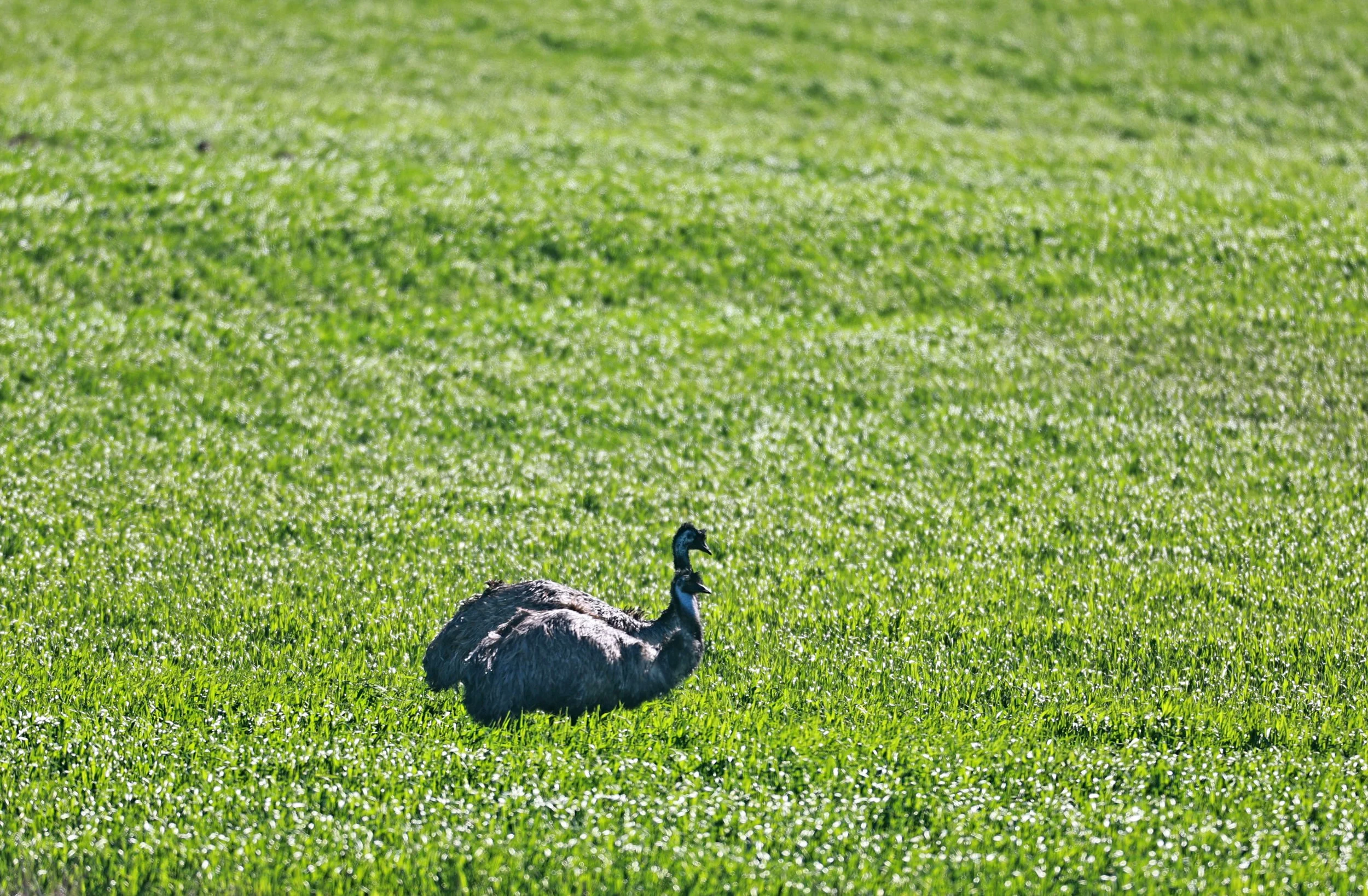 Emu (Dromaius novaehollandiae) Stirling Range NP - Western Australia (33).jpg