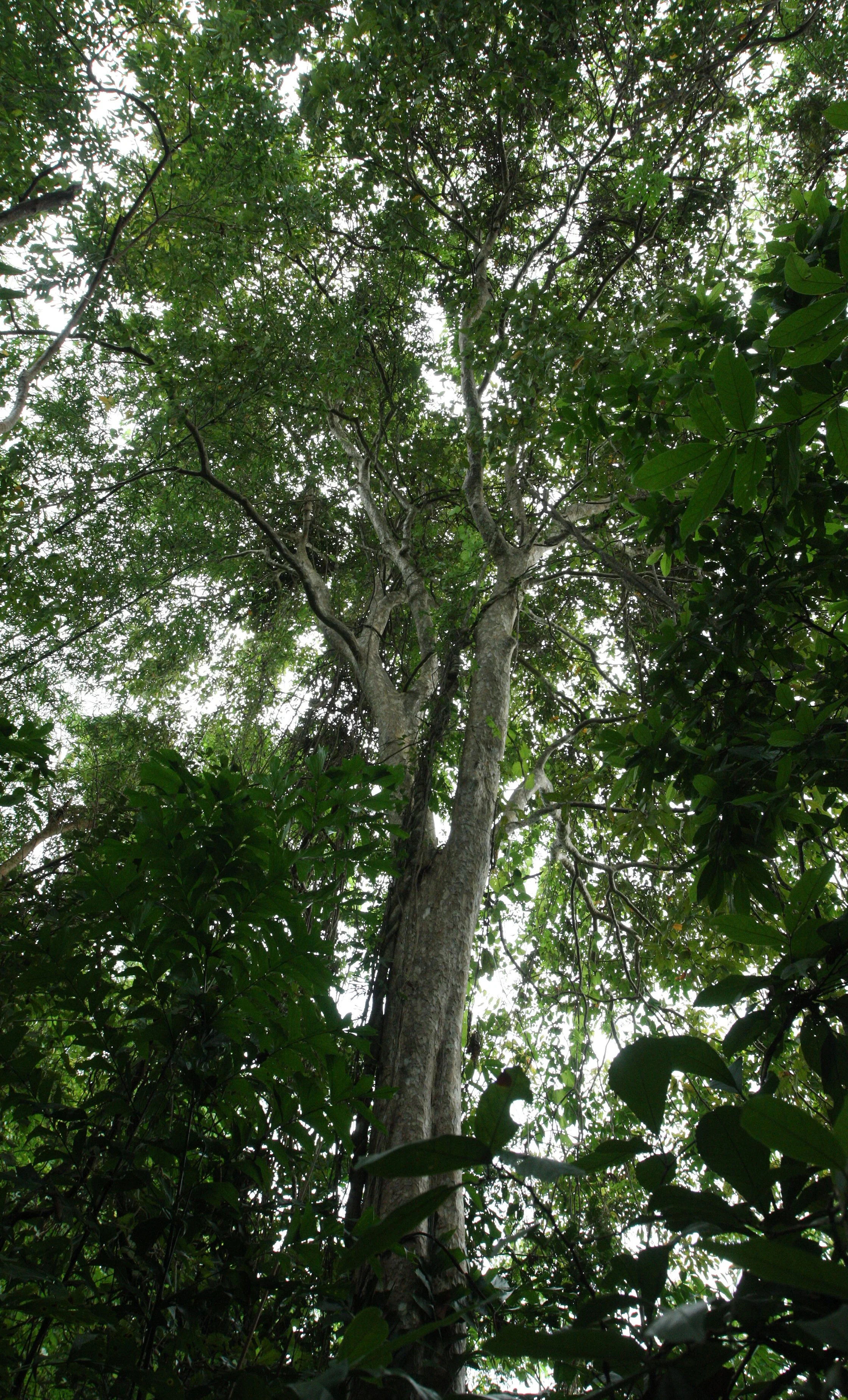 LANTA ISLAND - OUR PROPERTY - WINTER 2011 (28).JPG