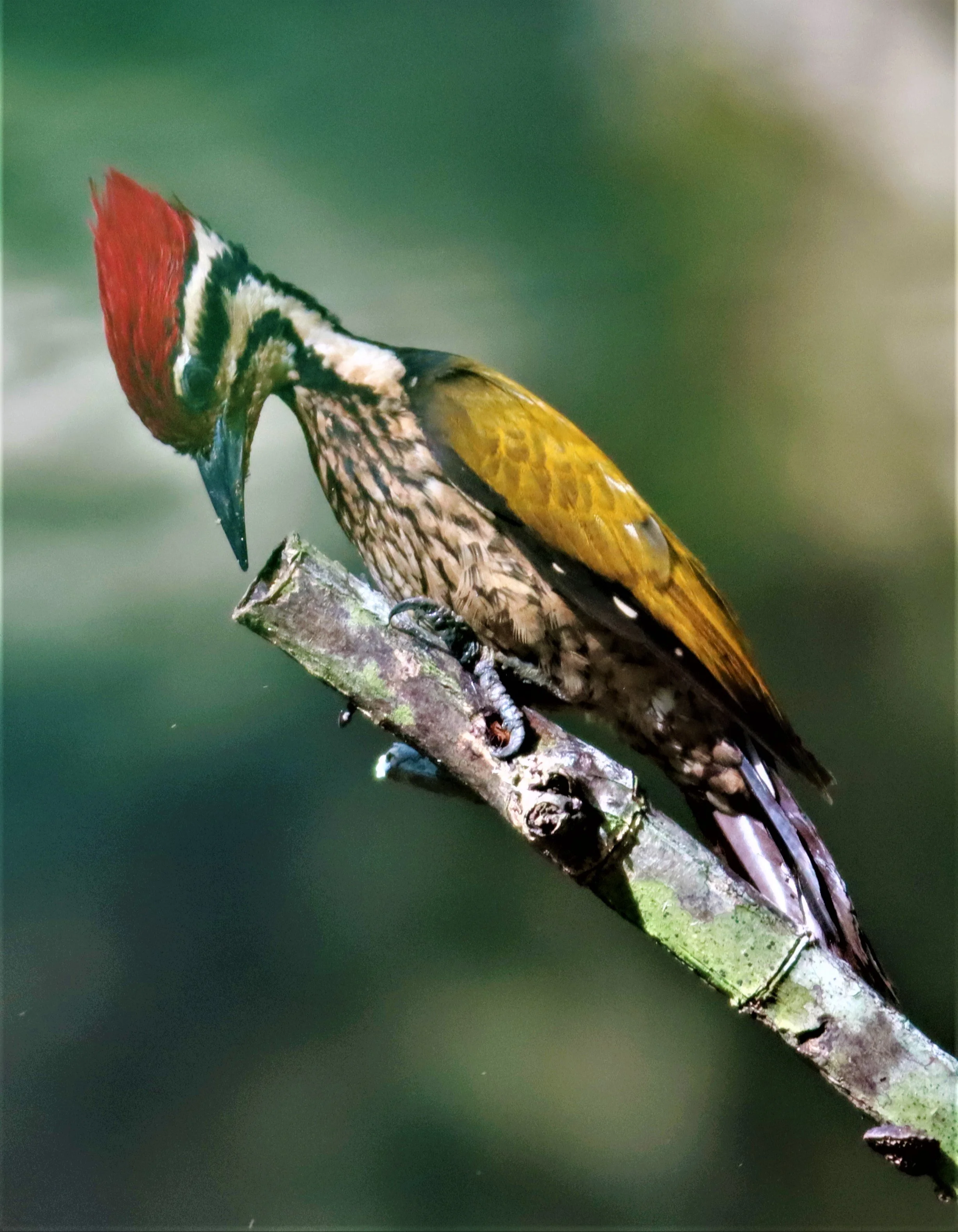 WOODPECKER - COMMON FLAMEBACK - Dinopium javenense - AO PHANG NGA NATIONAL PARK AREA (15).jpg