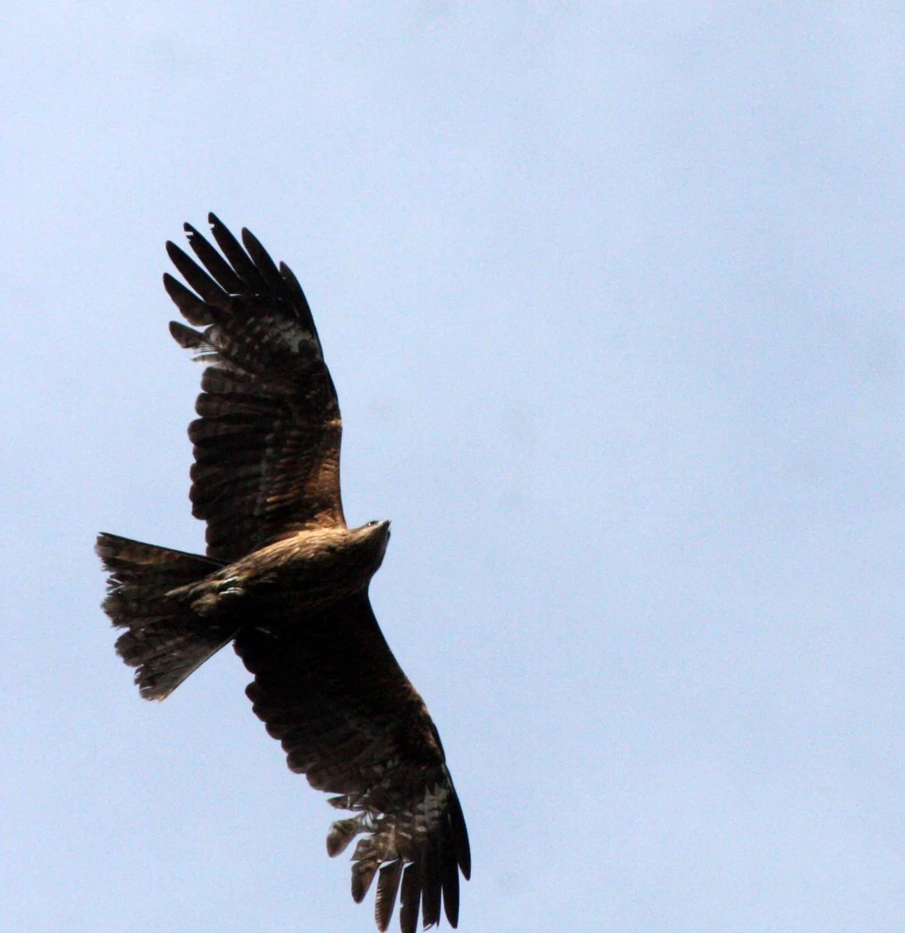 Milvus migrans lineatus - BLACK-EARED KITE - KYOTO JAPAN (1).JPG