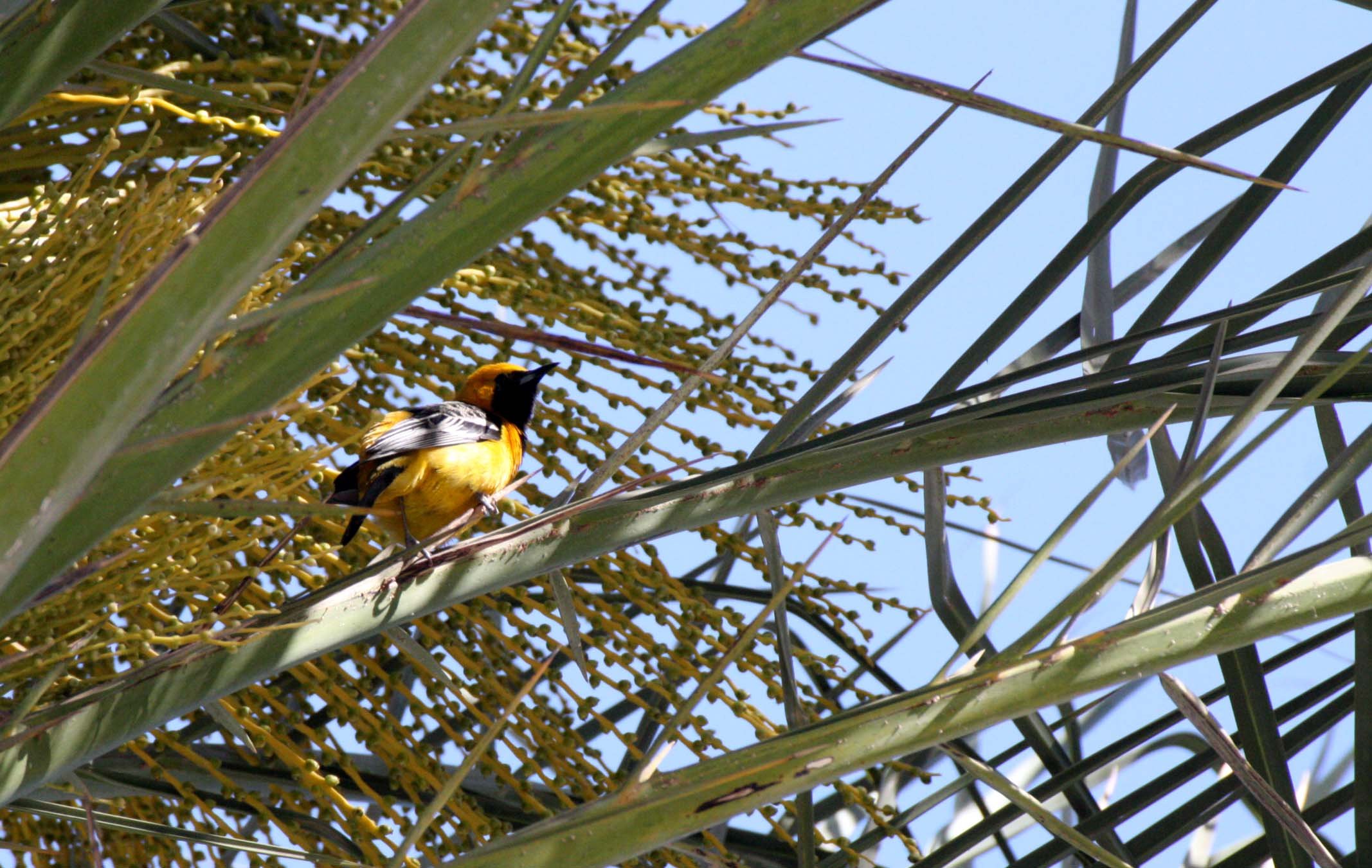 Hooded Oriole (Icterus cucullatus) Loreto Baja Mexico (25).JPG