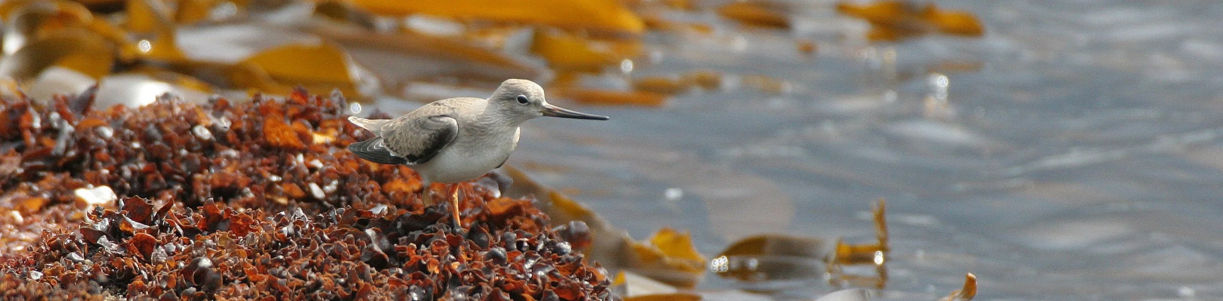 BIRD - SANDPIPER - TEREK SANDPIPER - KURIL ISLANDS RUSSIA (11).jpg