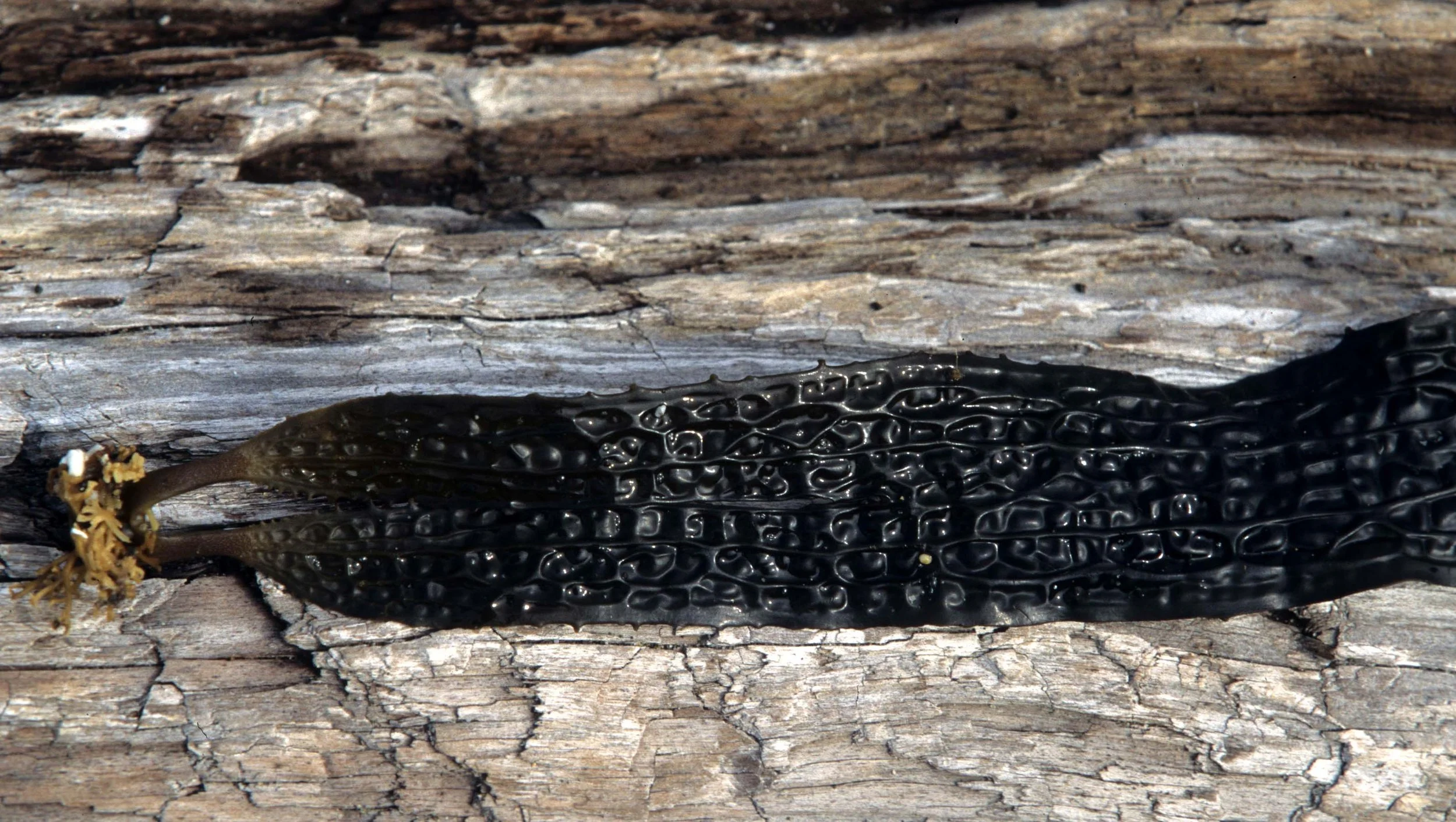 CALIFORNIA - BODEGA BAY - MARINE ALGAE SPECIES (6).jpg