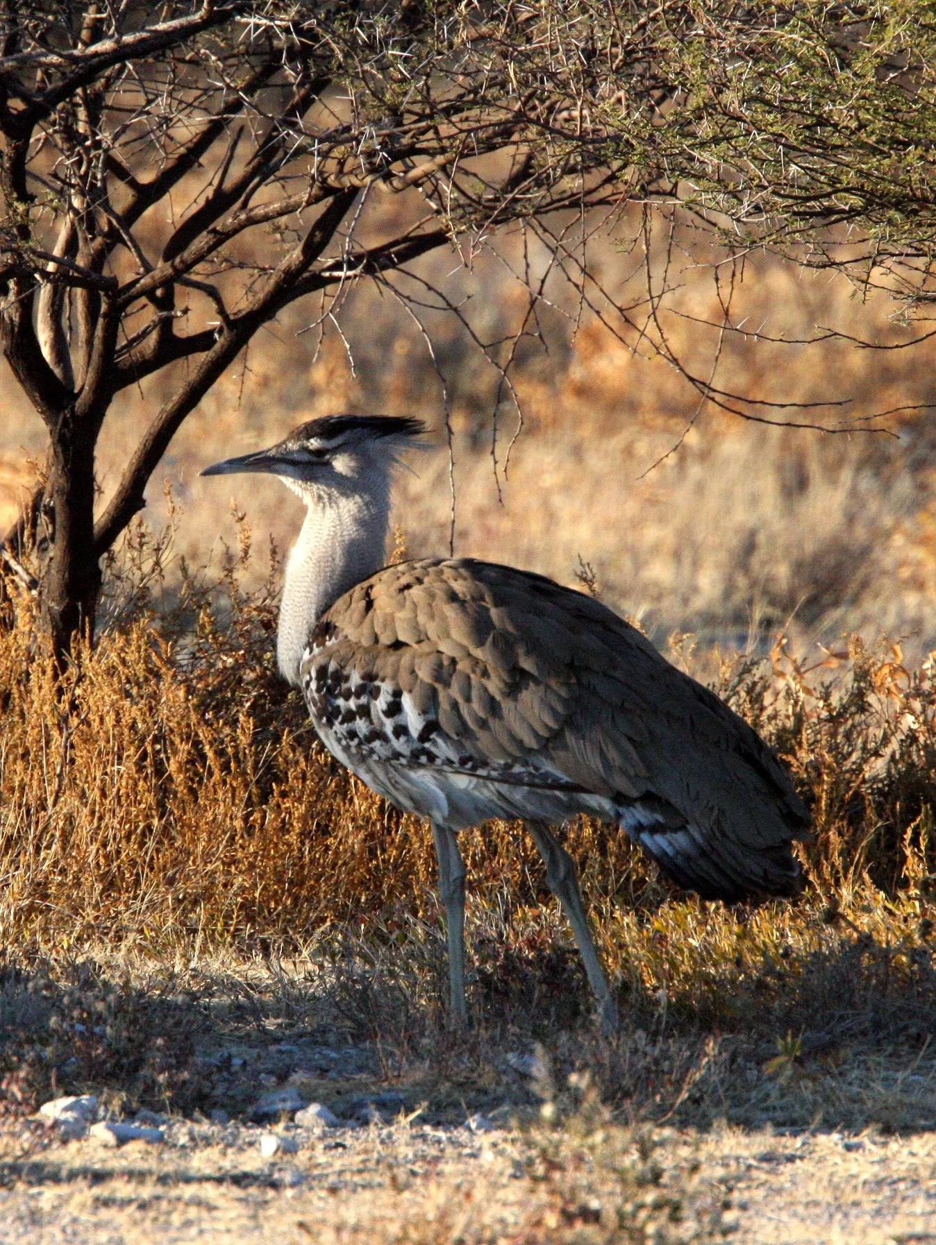 Kori bustard (Ardeotis kori) Etosha NP, Namibia (8).JPG
