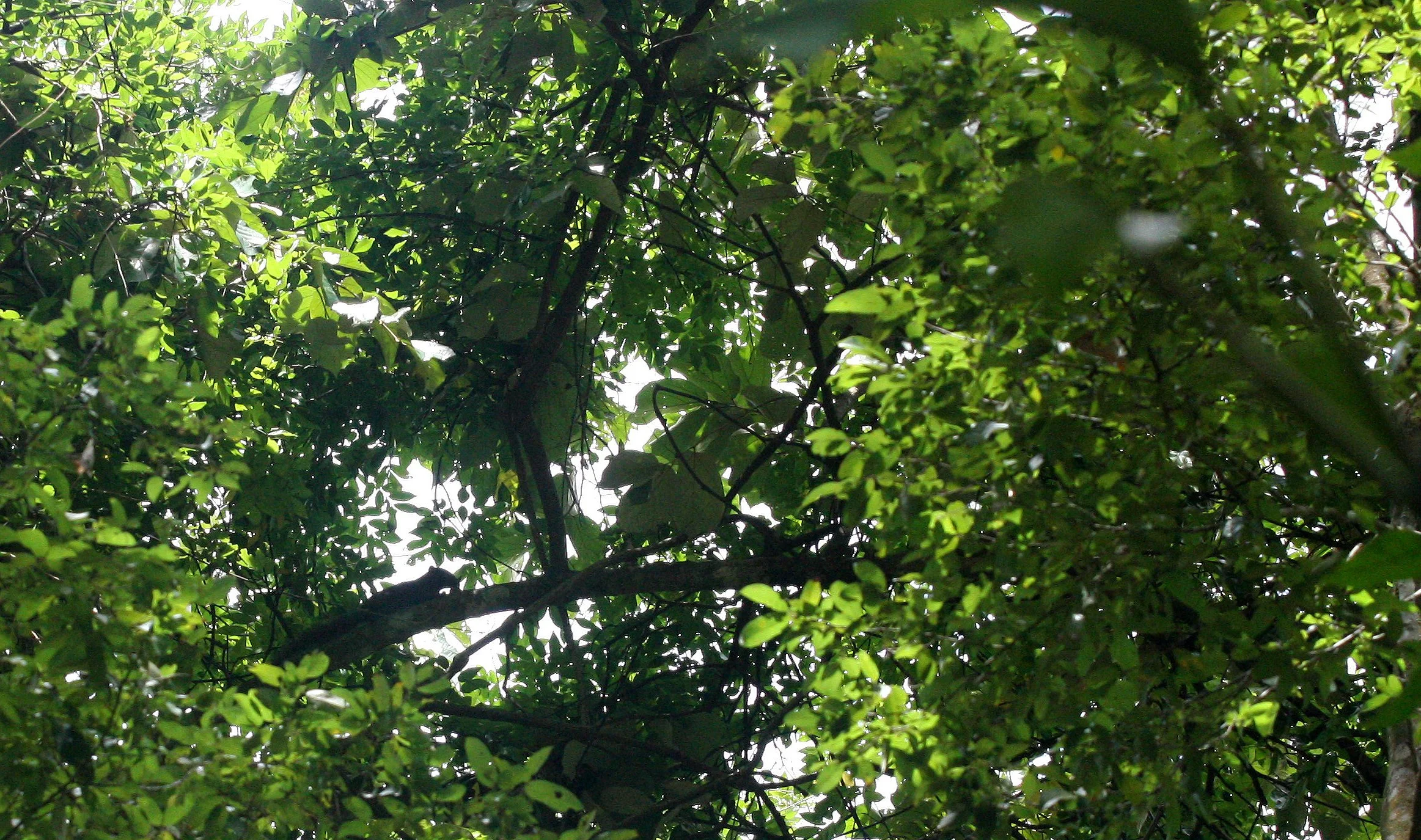 Callosciurus erythraeus - PALLAS'S SQUIRREL - KOH LANTA THAILAND (33).JPG