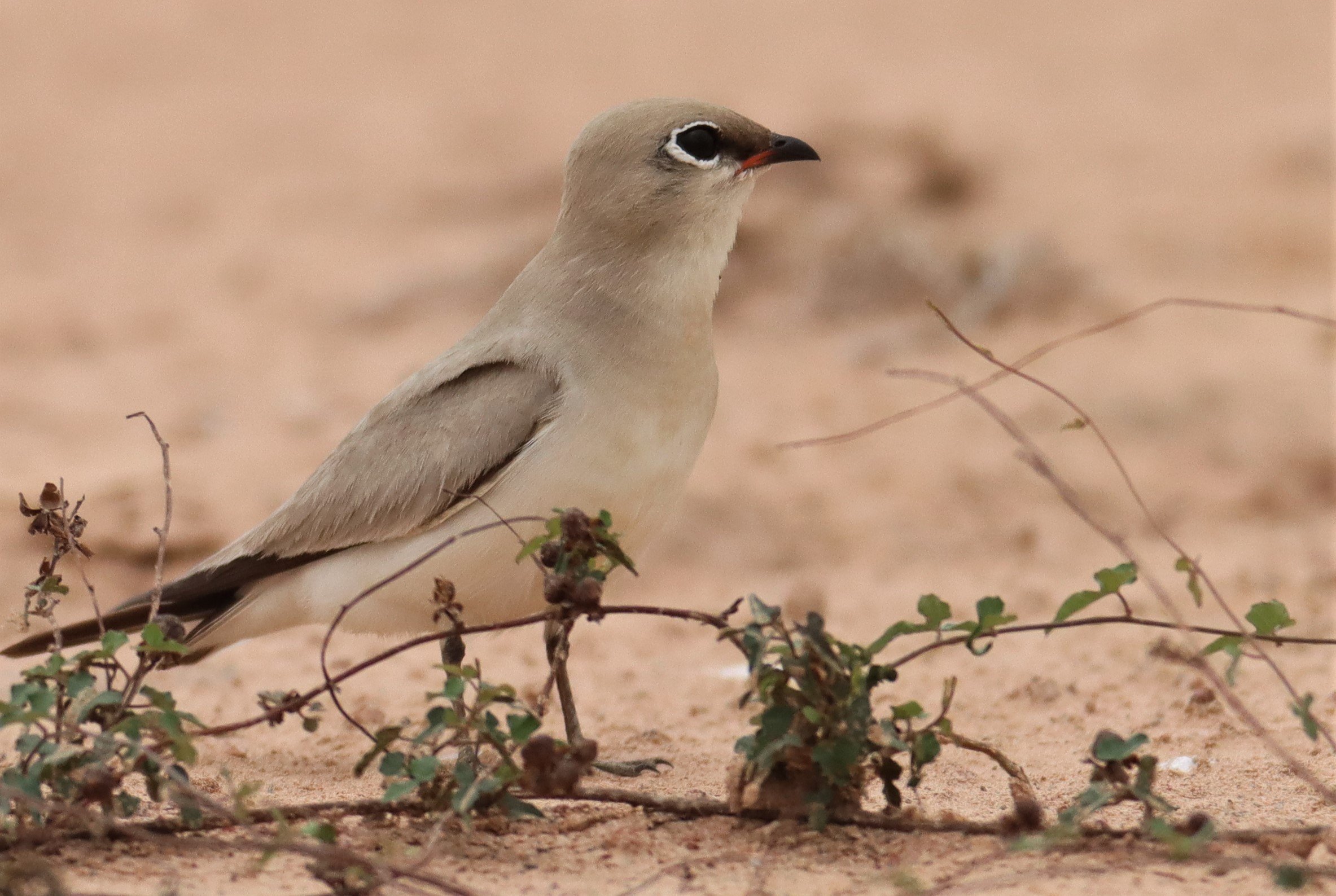 PRATINCOLE - SMALL PRATINCOLE - Glareola lactea - KABIN BURI WETLANDS 15KM OUT ON 304 (52).jpg