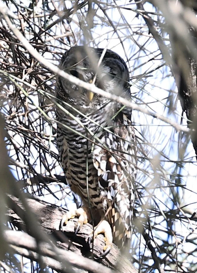 Chaco Owl (Strix chacoensis) Chaco Lodge & Laguna Salada Paraguay.jpg
