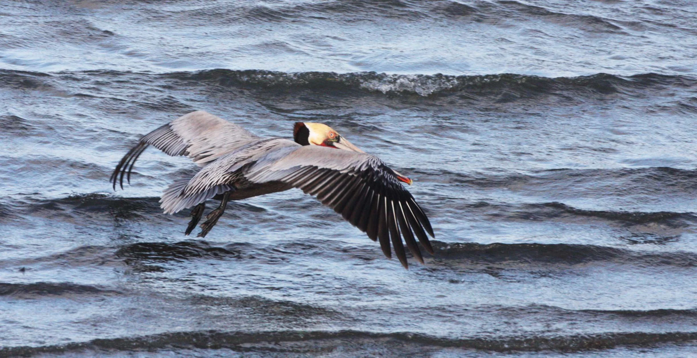 Pelecanus occidentalis - BROWN PELICAN - SAN IGNACIO LAGOON BAJA MEXICO (65).JPG