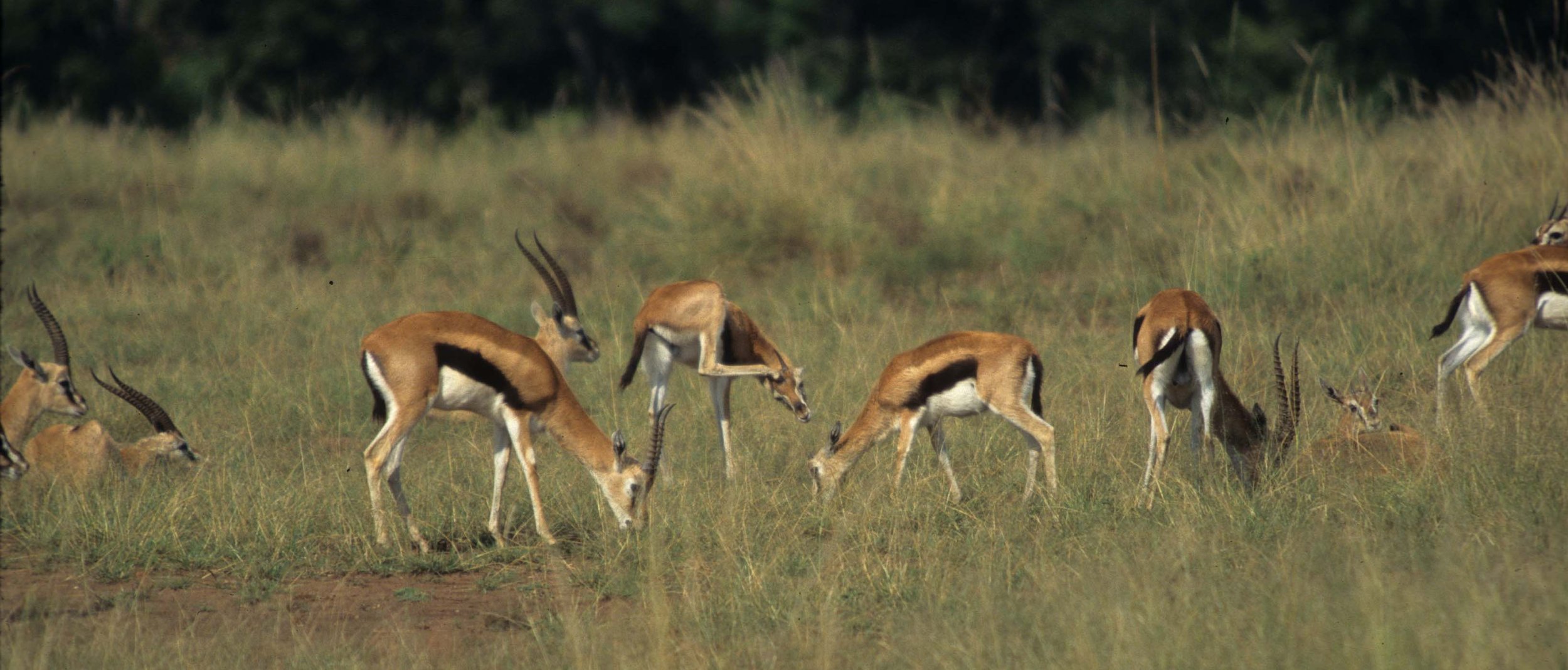 BOVID - GAZELLE - THOMSONS - SERENGETI (8).jpg