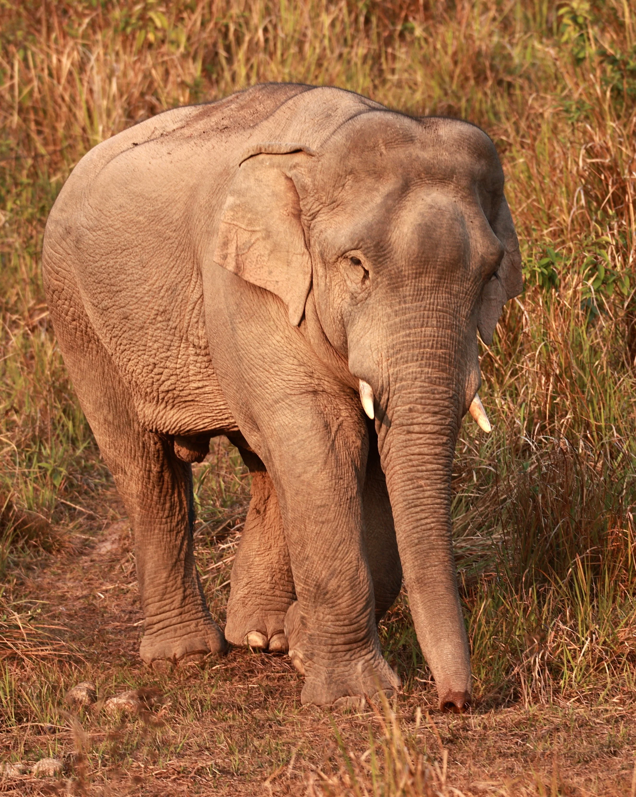 Asian Elephant (Elephas maximus) Khao Yai National Park, Thailand (58).jpg