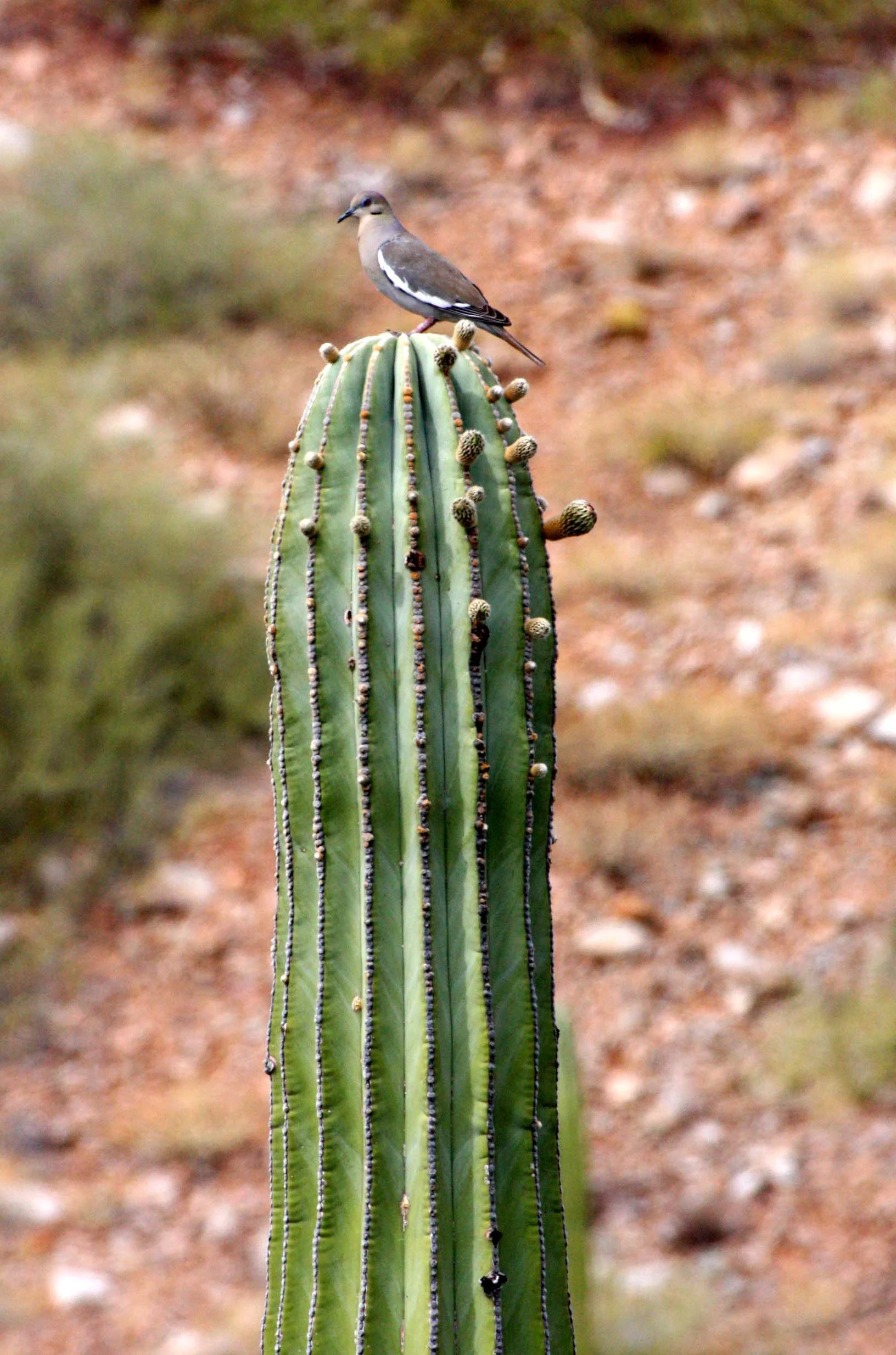 White-winged Dove (Zenaida asiatica) Isla Santa Catalina Baja Mexico (10).JPG