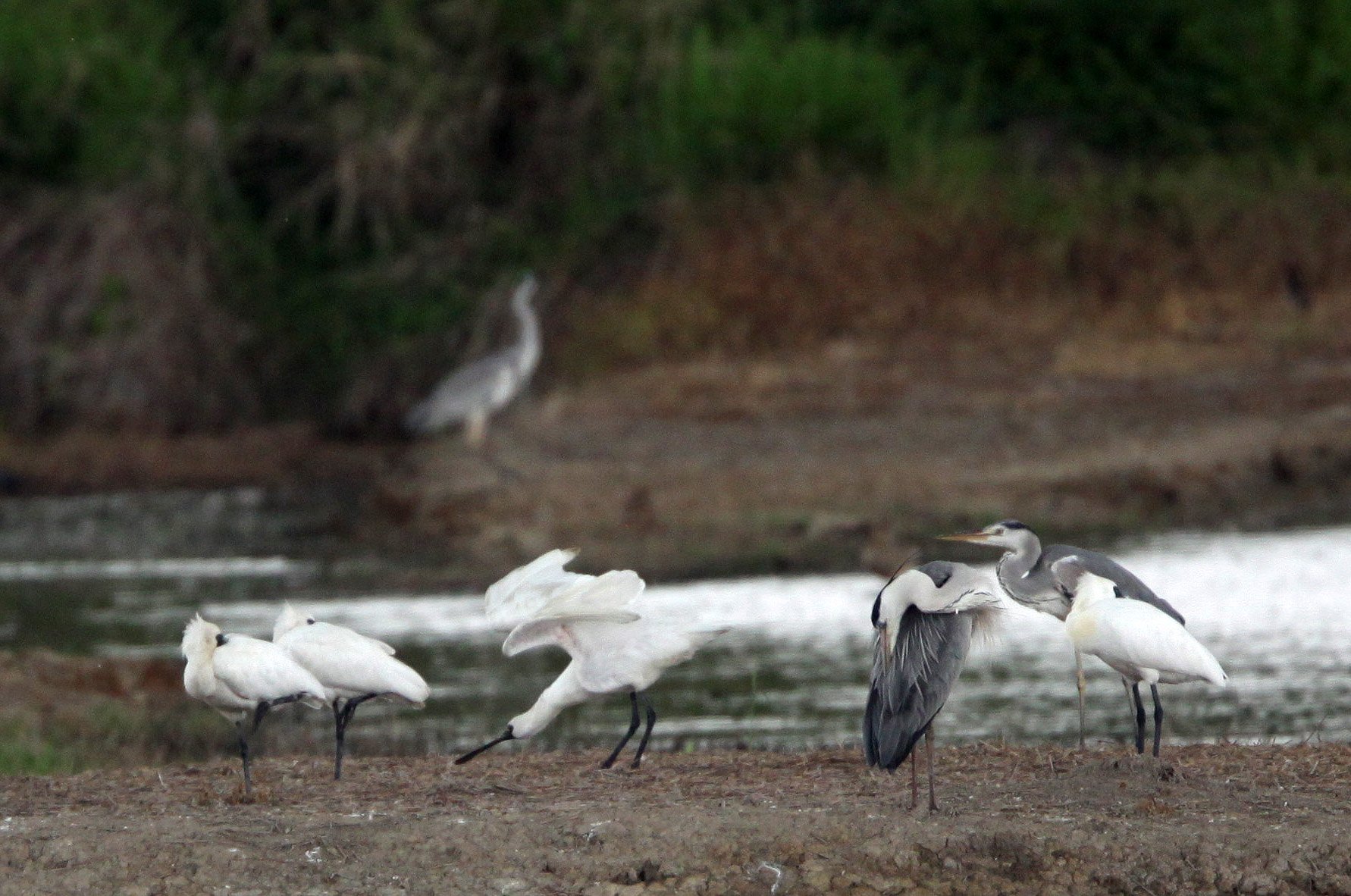 SPOONBILL - BLACK-FACED SPOONBILL - Platalea minor - MAI PO WETLANDS HONG KONG (159).JPG
