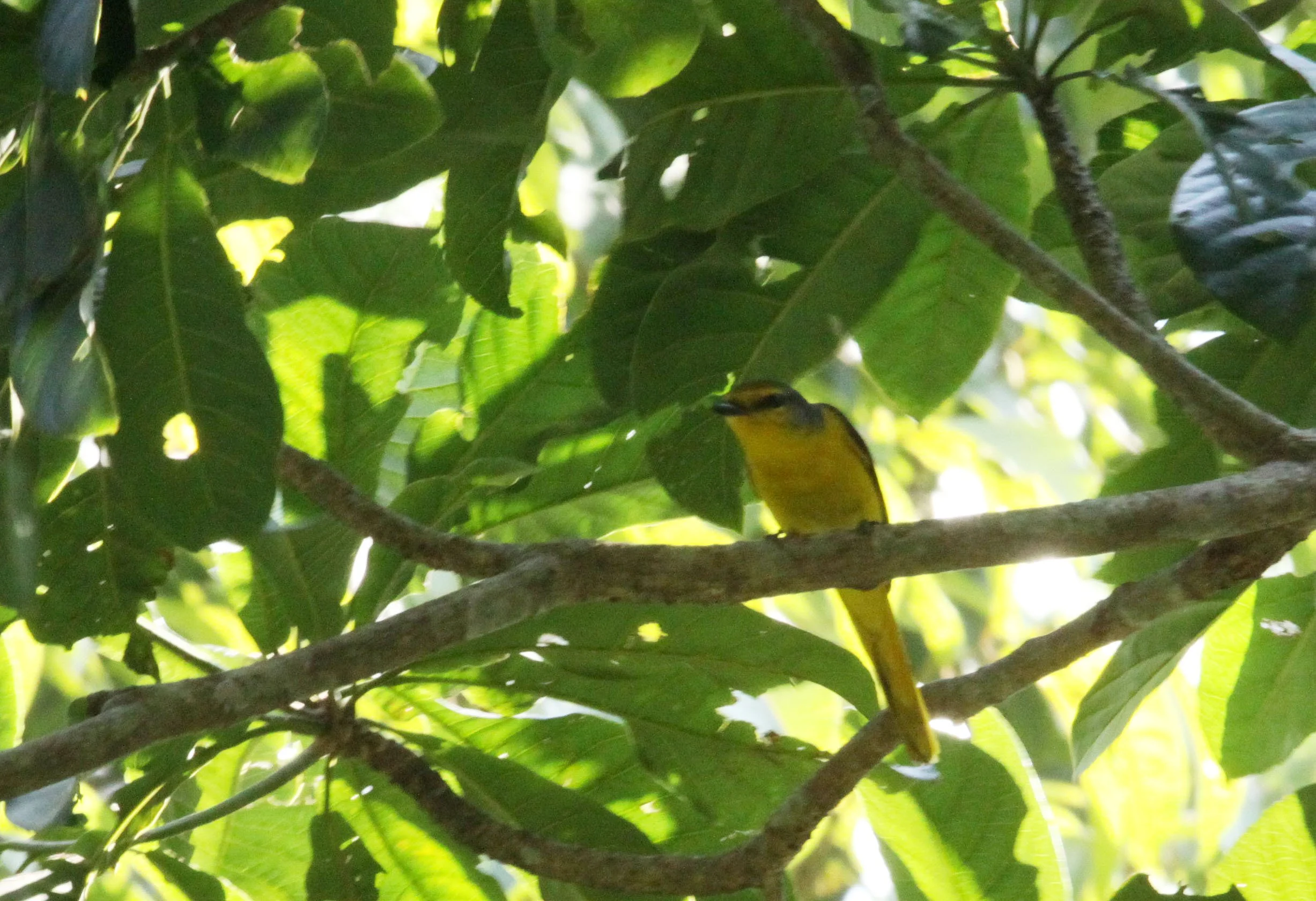 Scarlet Minivet (Pericrocotus speciosus) Kaziranga NP Assam India (2).JPG