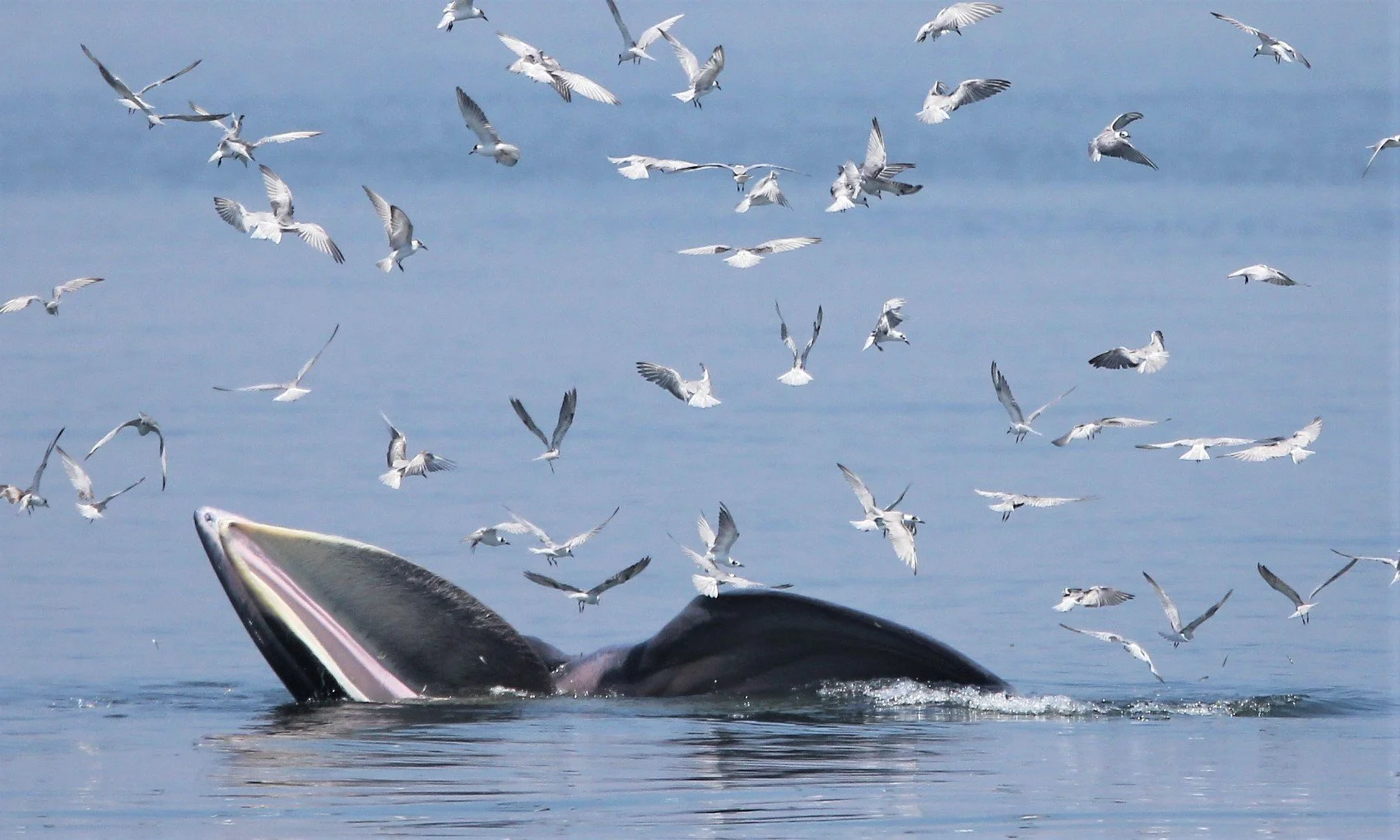 WHALE - BRYDE'S WHALE - Baleanoptera edeni - VARIOUS LOCATIONS IN THE NORTHERN GULF OF SIAM (280).JPG