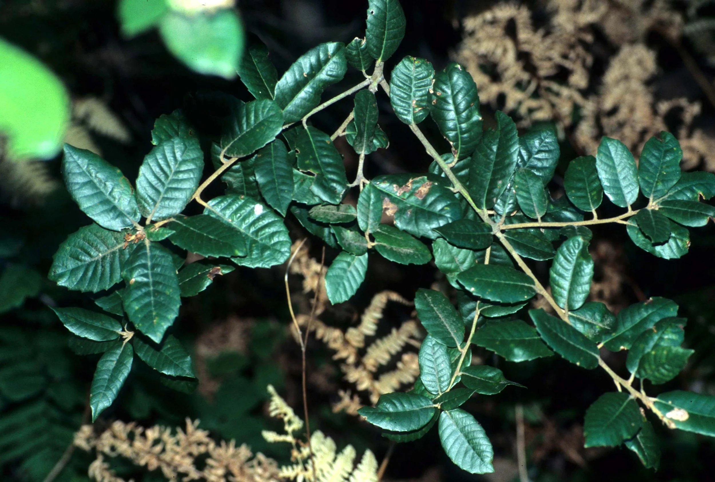 CALIFORNIA - REDWOODS NP - TANOAK.jpg