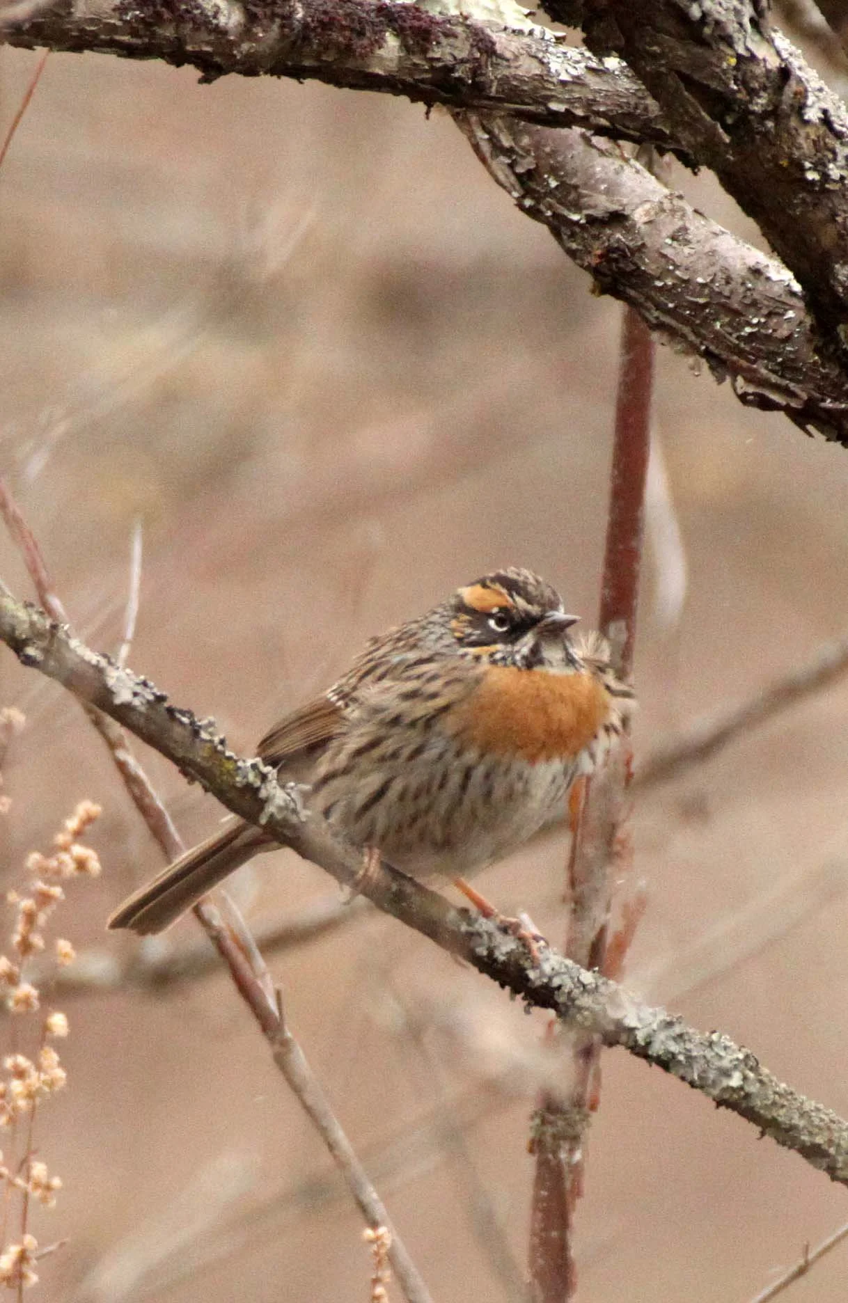Rufous-breasted Accentor (Prunella strophiata) Foping Nature Reserve Shaanxi China (6).JPG