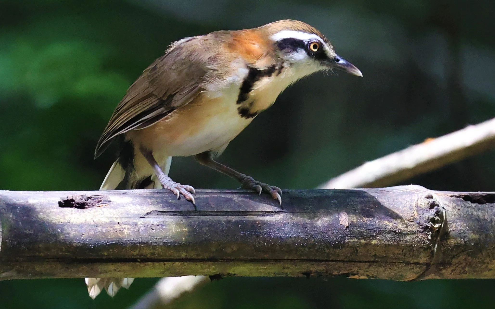 LAUGHINGTHRUSH - LESSER NECKLACED LAUGHINGTHRUSH - Garrulax monileger - BAAN MAKA RESORT PETCHABURI PROVINCE (1 (6).jpg