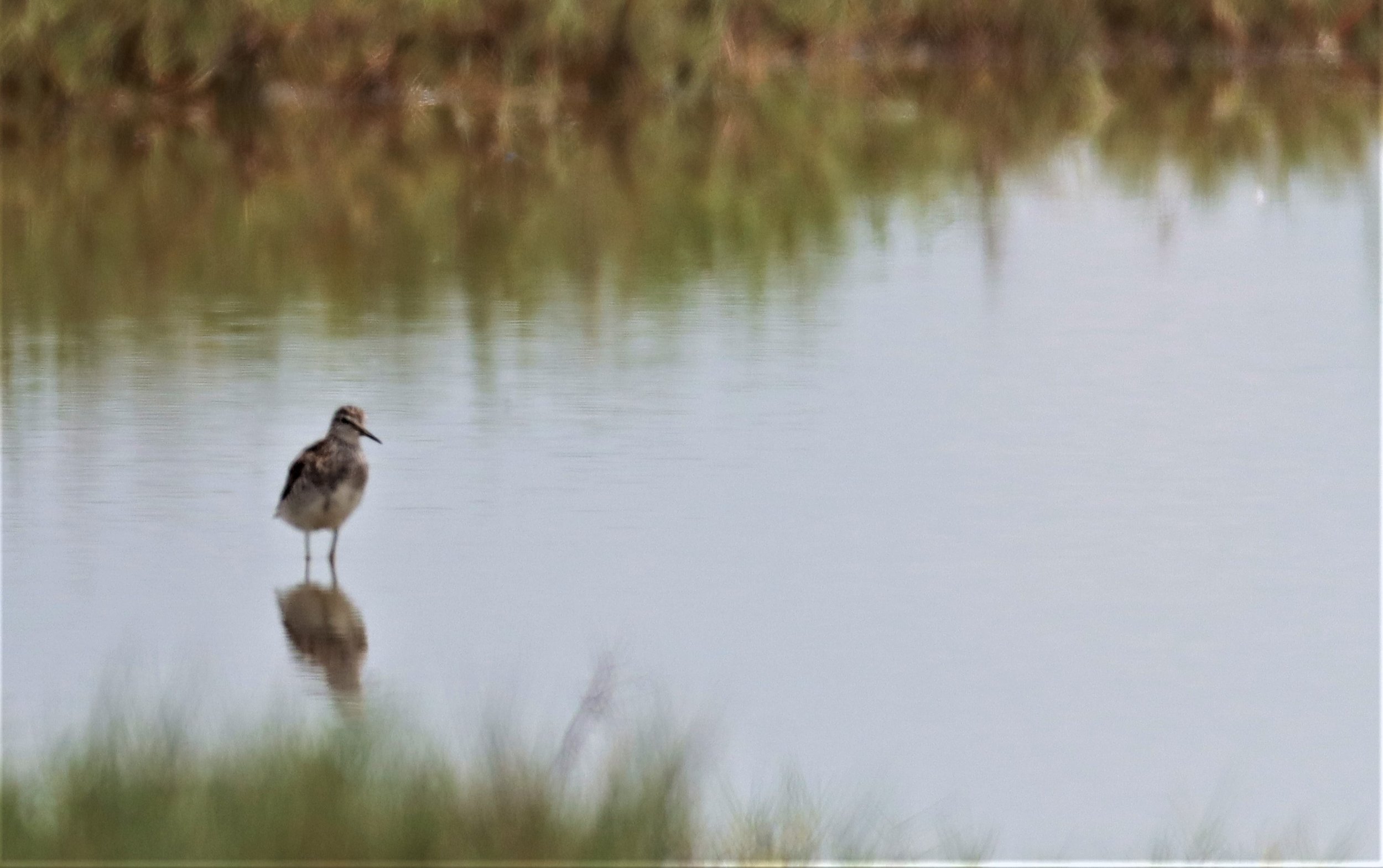 SANDPIPER - WOOD SANDPIPER - Tringa glareola - PRACHUAP KHIRI KHAN AREA (10).jpg