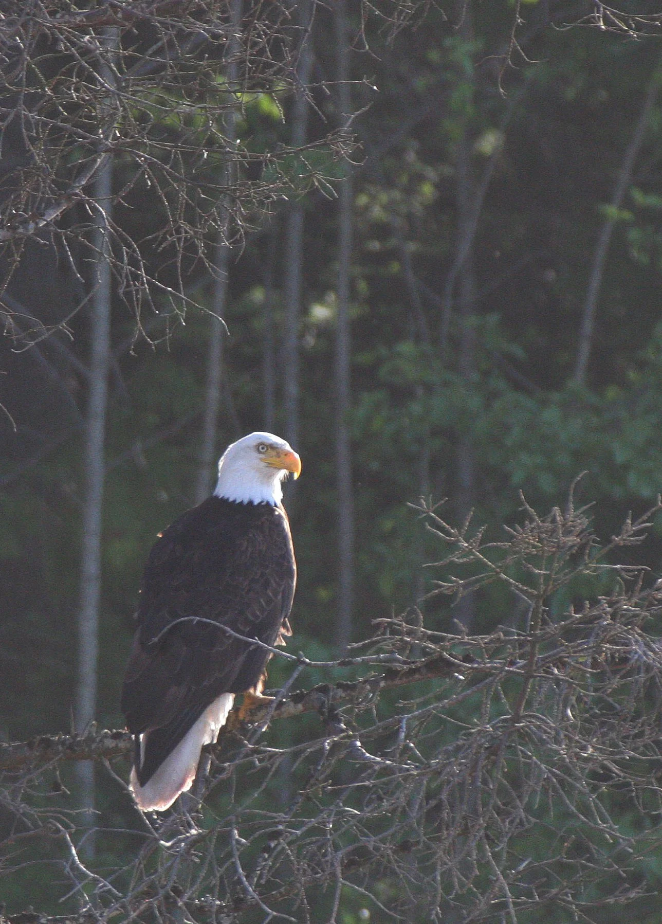 Haliaeetus leucocephalus - AMERICAN BALD EAGLE - LAKE FARM BLUFFS WASHINGTON (105).JPG