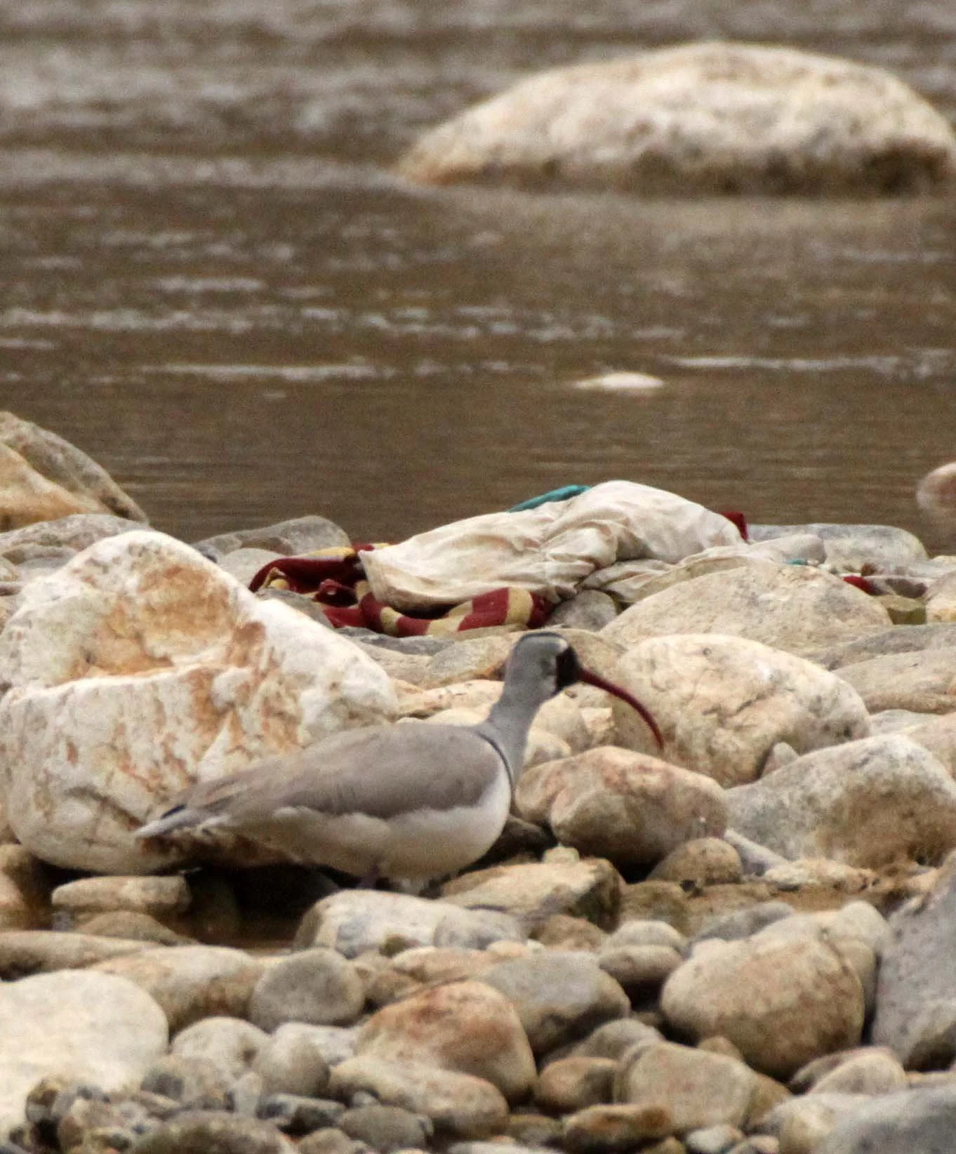BIRD - IBISBILL - FOPING NATURE RESERVE SHAANXI PROVINCE CHINA (29).JPG