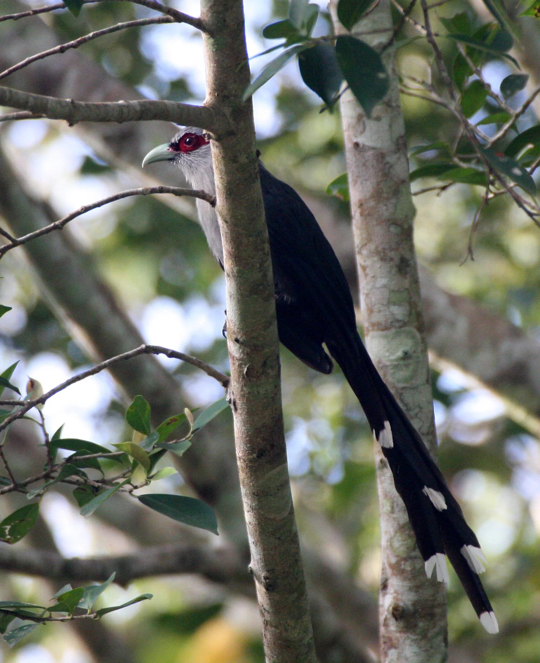 Green-billed Malkoha (Phaenicophaeus tristis) Kaeng Krachan NP Thailand (18).JPG